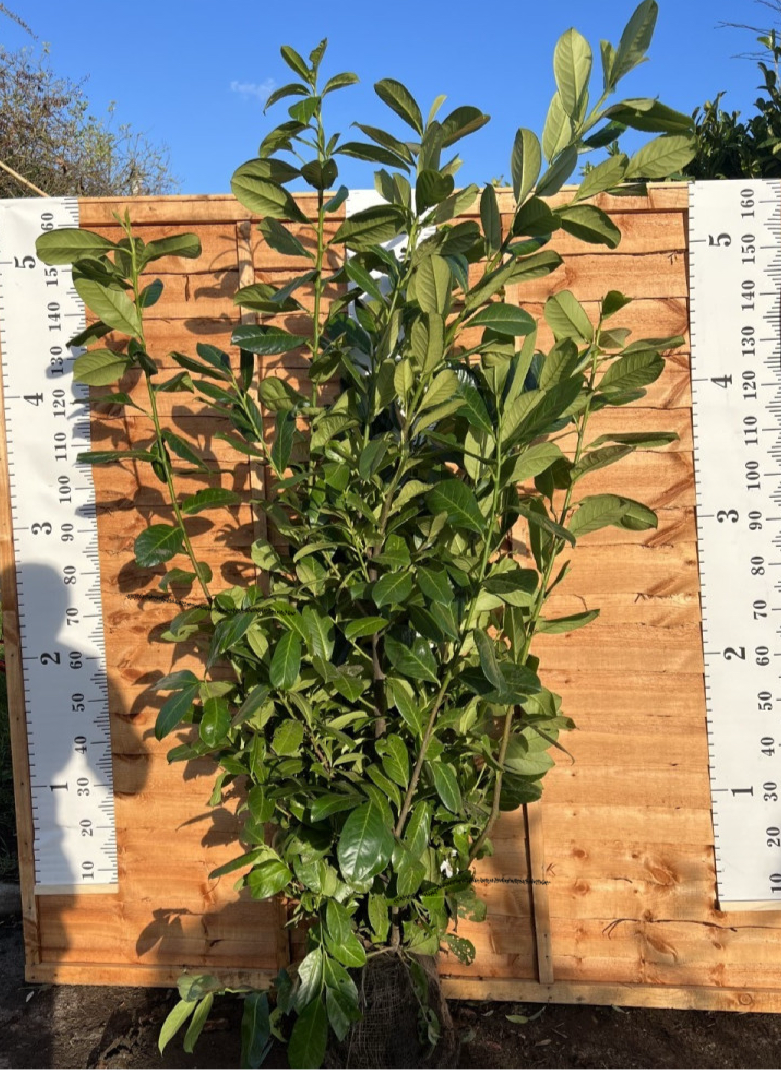 Cherry Laurel Hedging Rootball 160-185cm