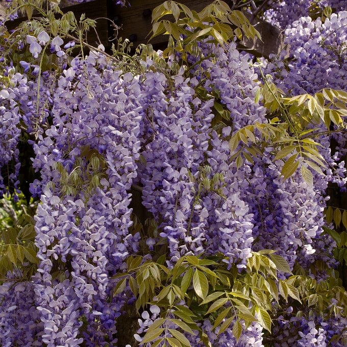 Wisteria sinensis