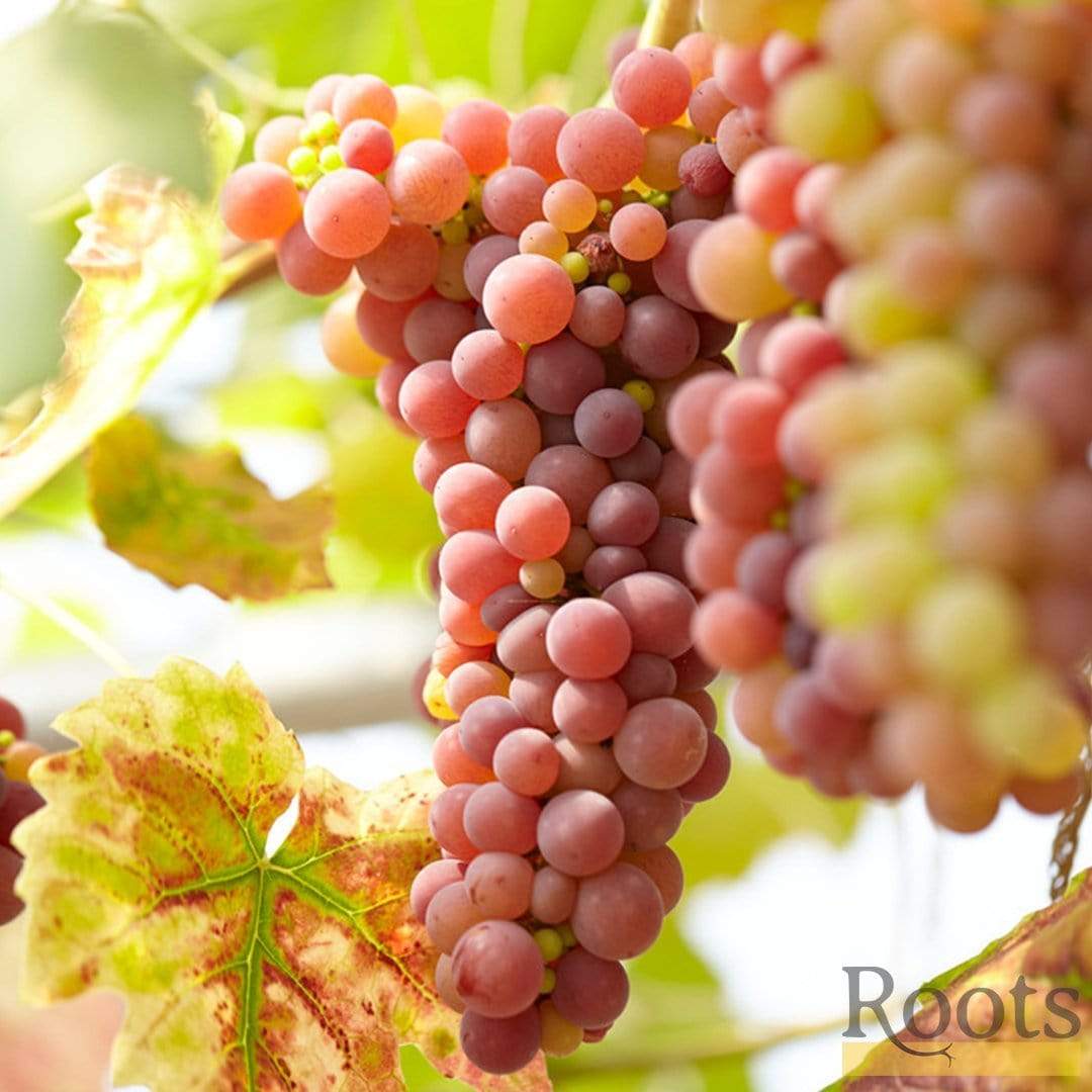 'Crimson Seedless' Outdoor Grape Vine