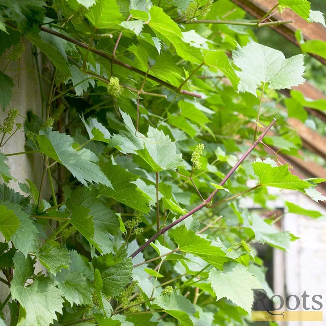 'Crimson Seedless' Outdoor Grape Vine
