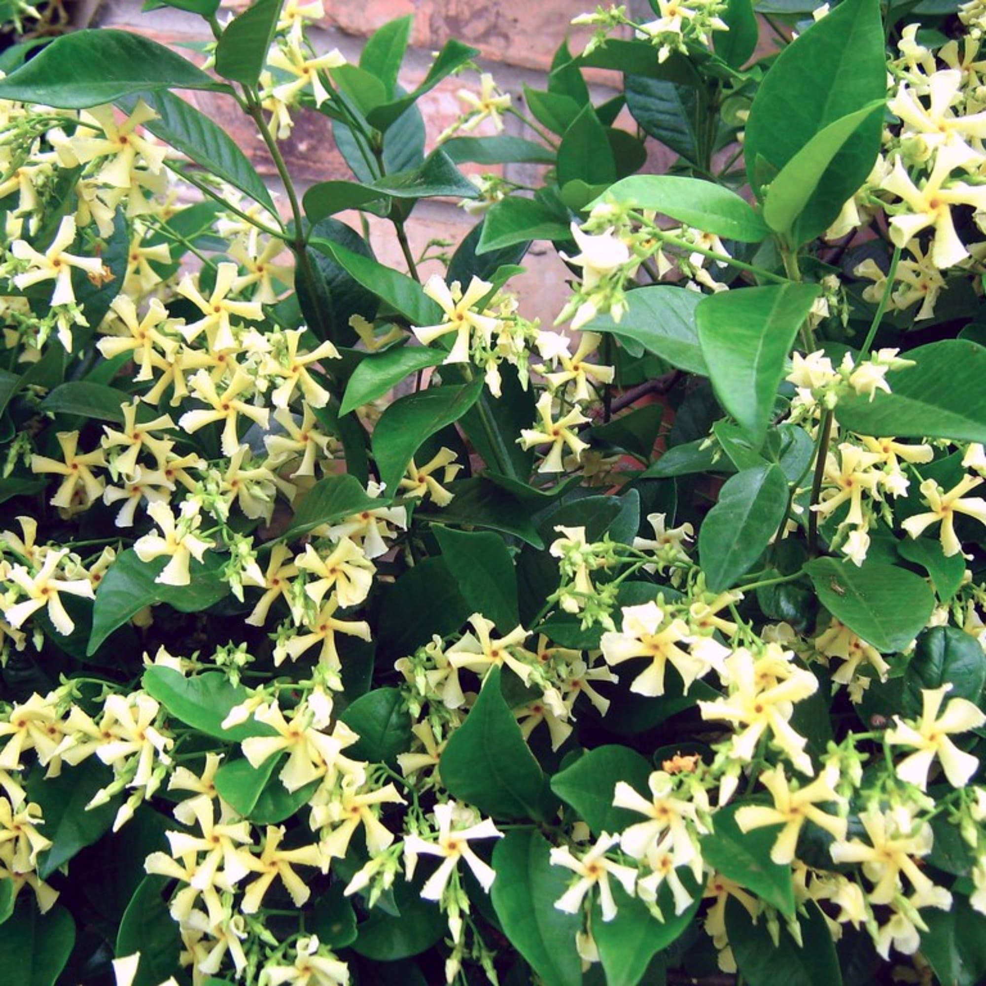 Trachelospermum jasminoides 'Star of Tuscany'