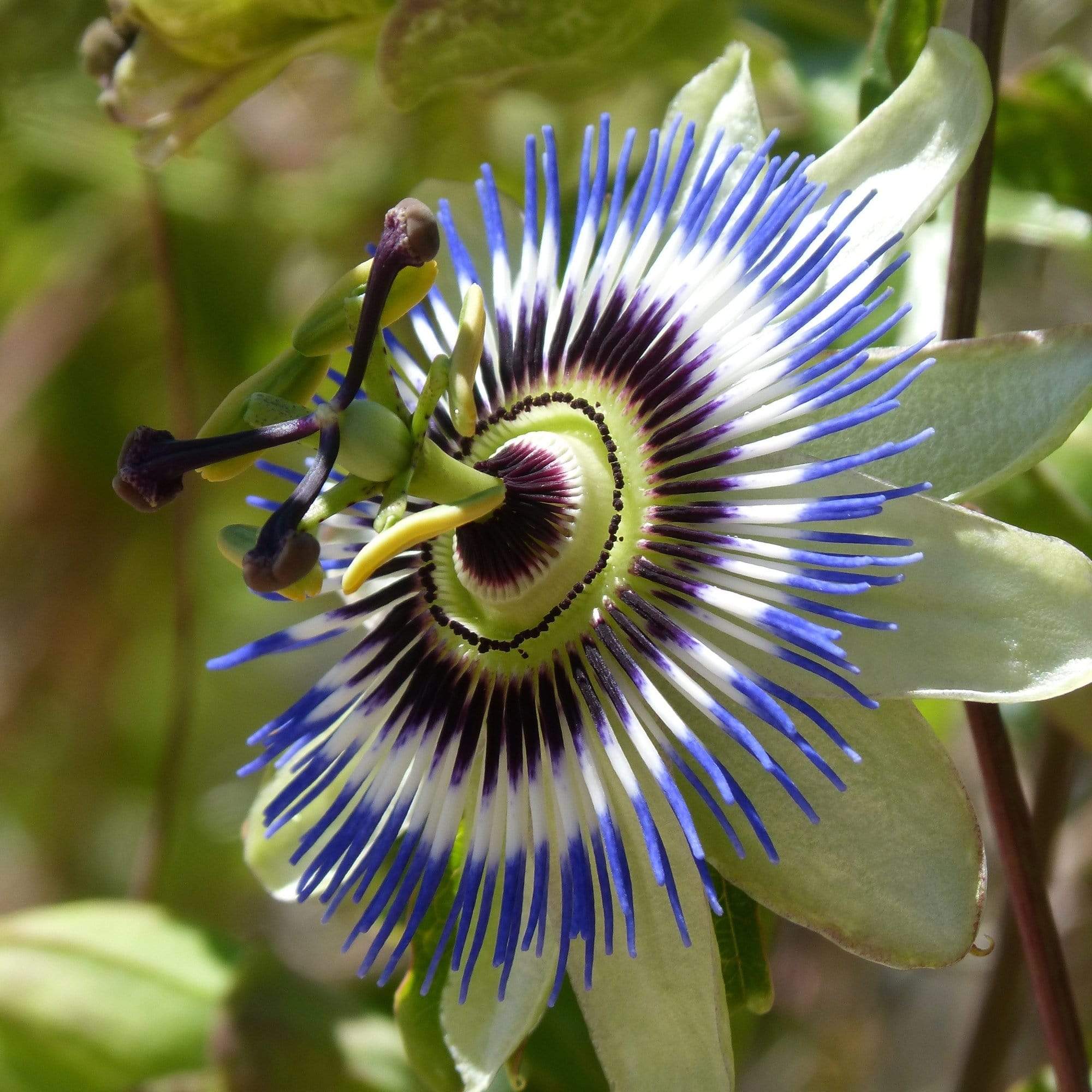 Passiflora caerulea
