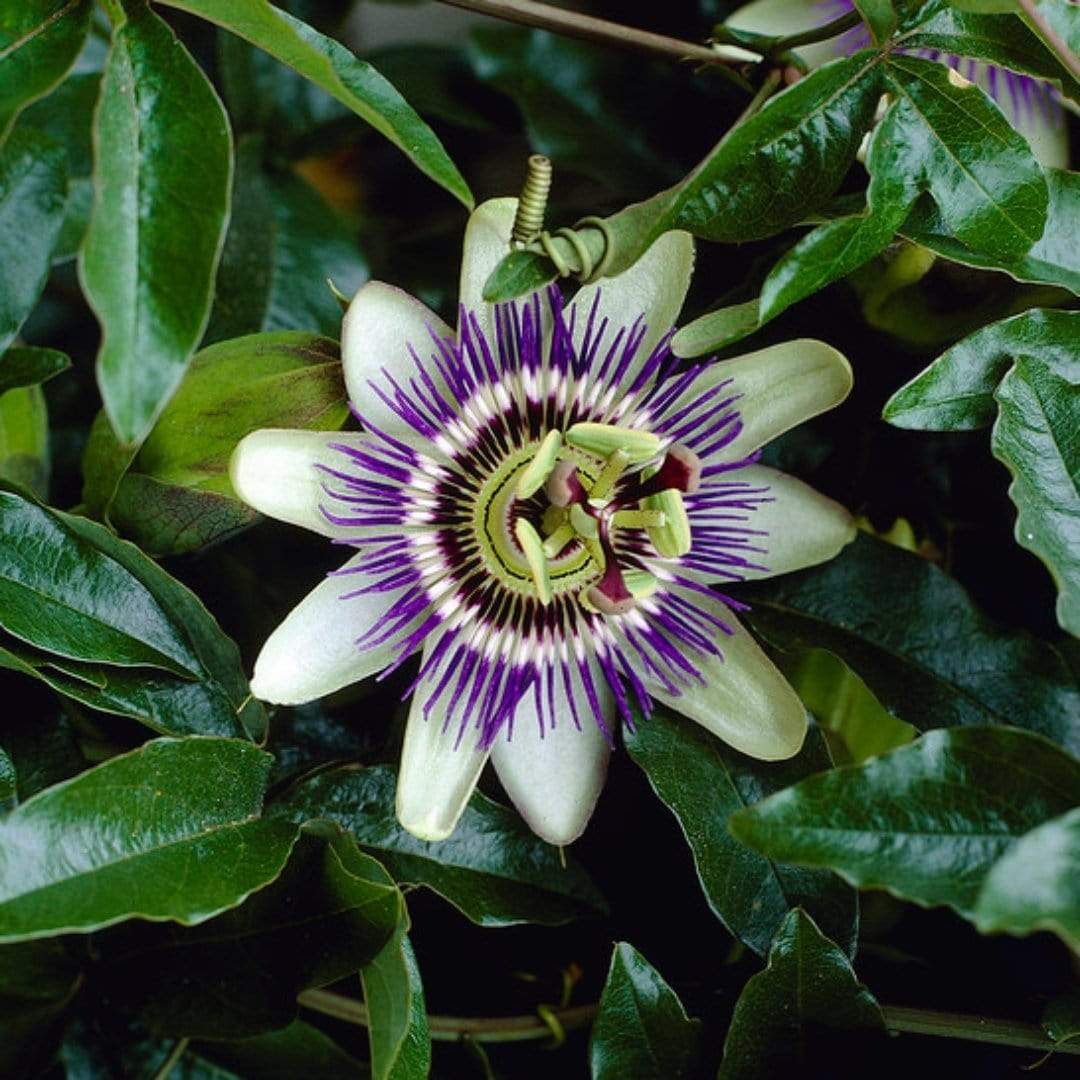 Passiflora caerulea