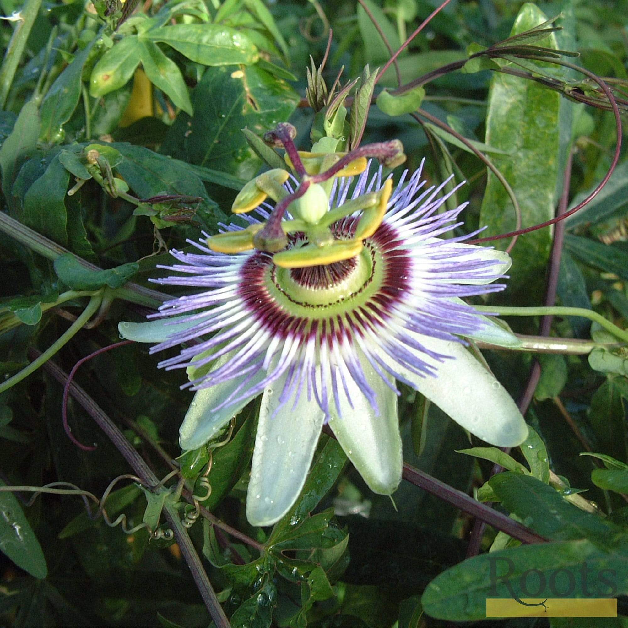 Passiflora caerulea