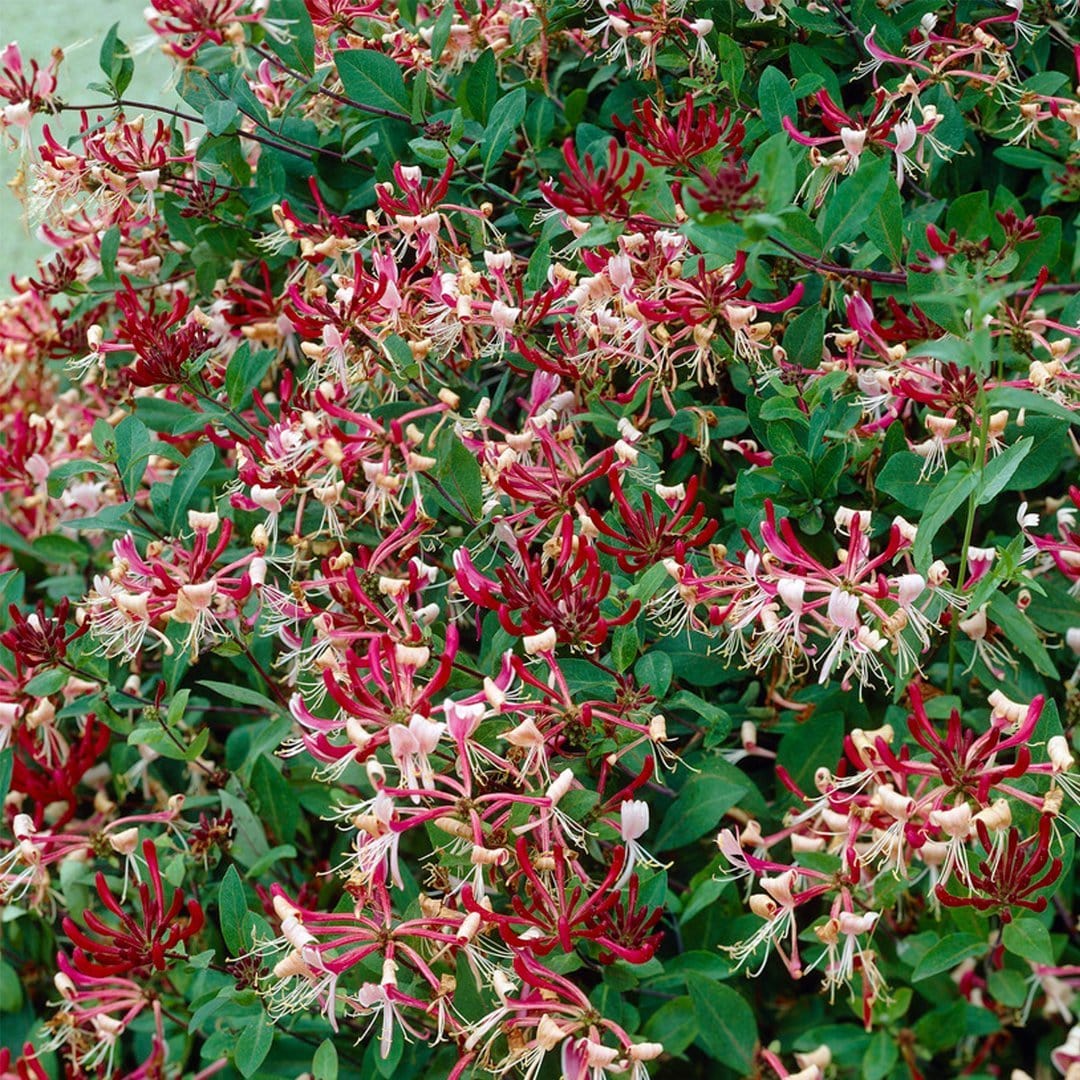 Lonicera periclymenum 'Serotina'