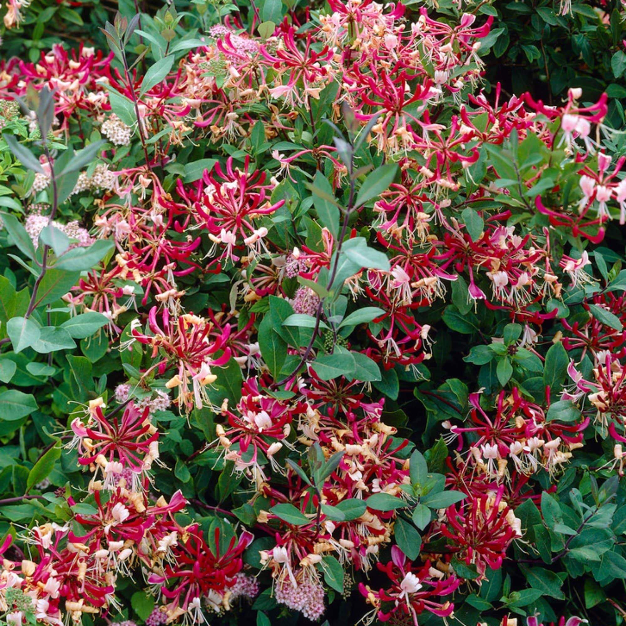 Lonicera periclymenum 'Belgica'