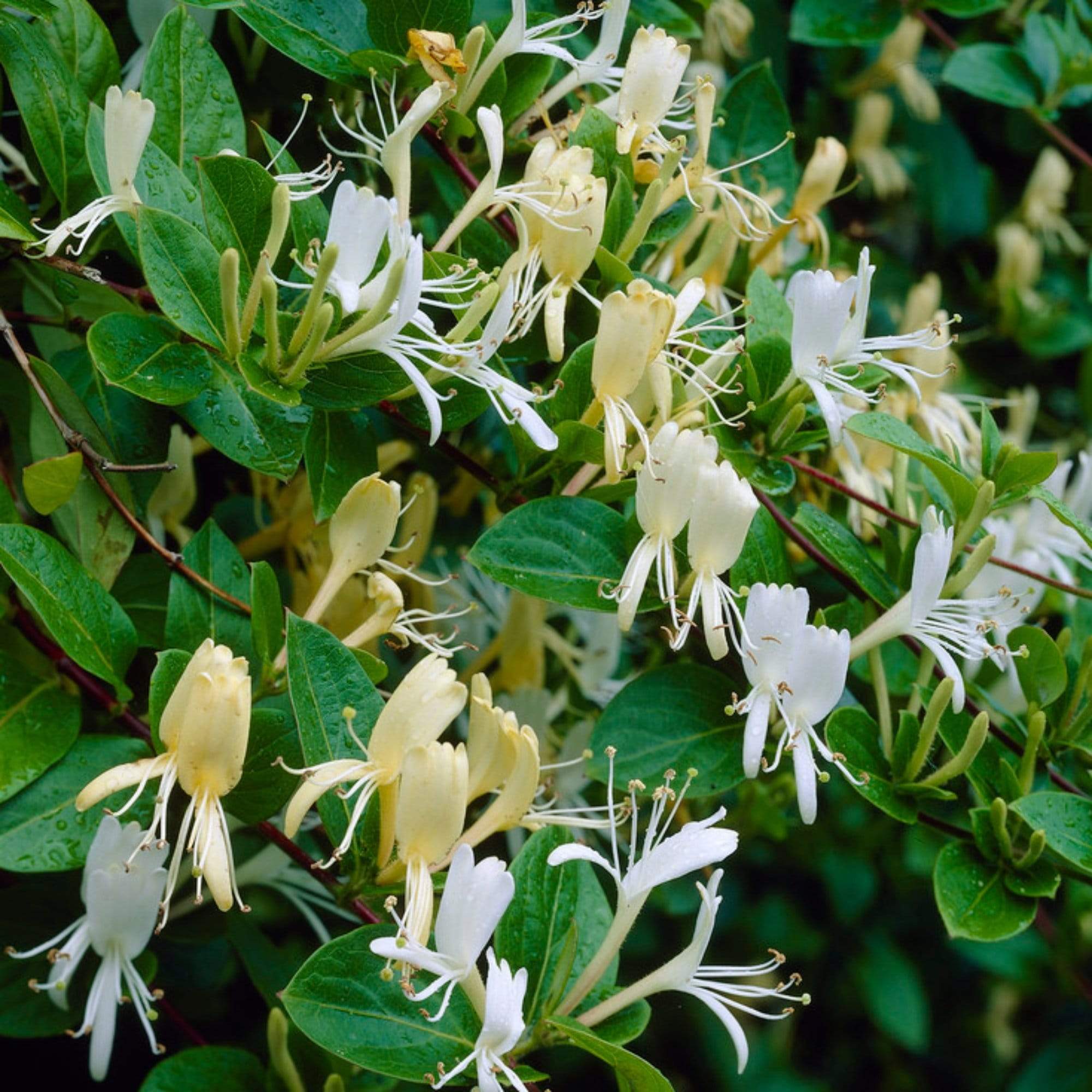 Lonicera japonica 'Halliana'