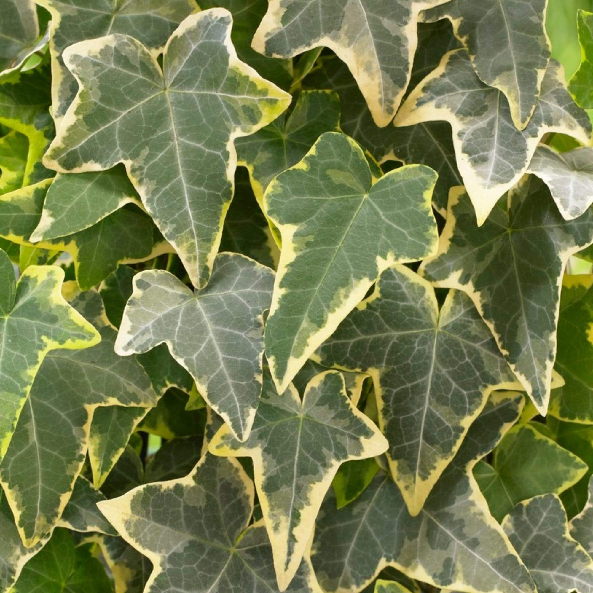 Hedera helix 'Goldchild'