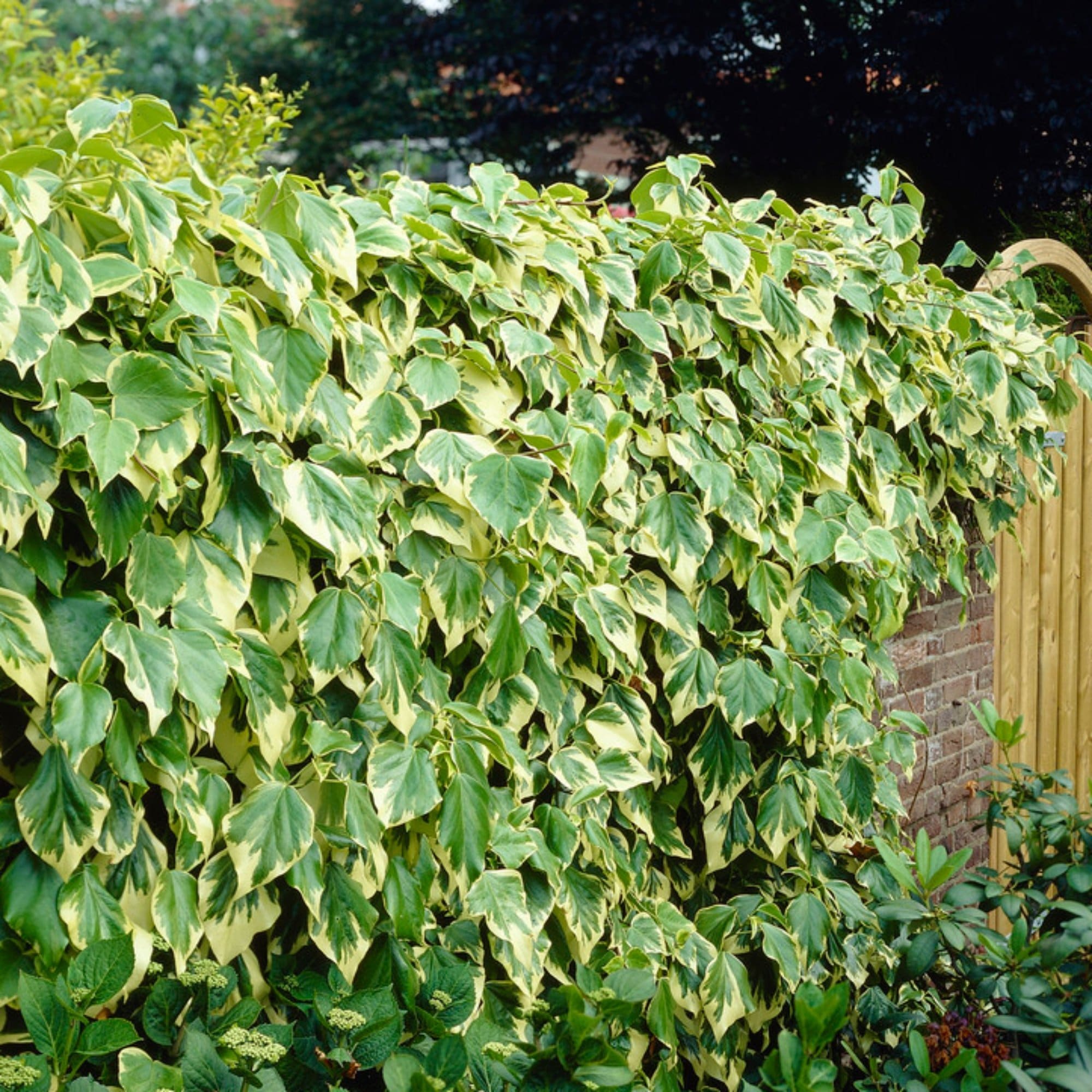 Hedera colchica 'Dentata Variegata'
