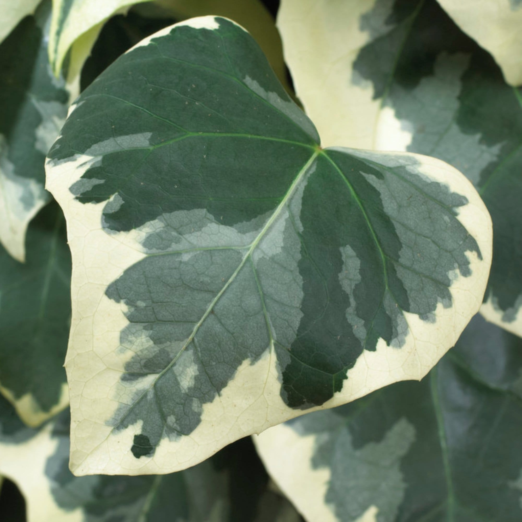 Hedera colchica 'Dentata Variegata'