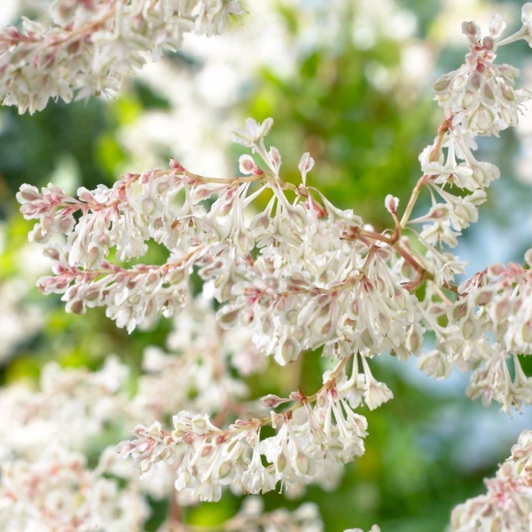 Fallopia baldschuanicum