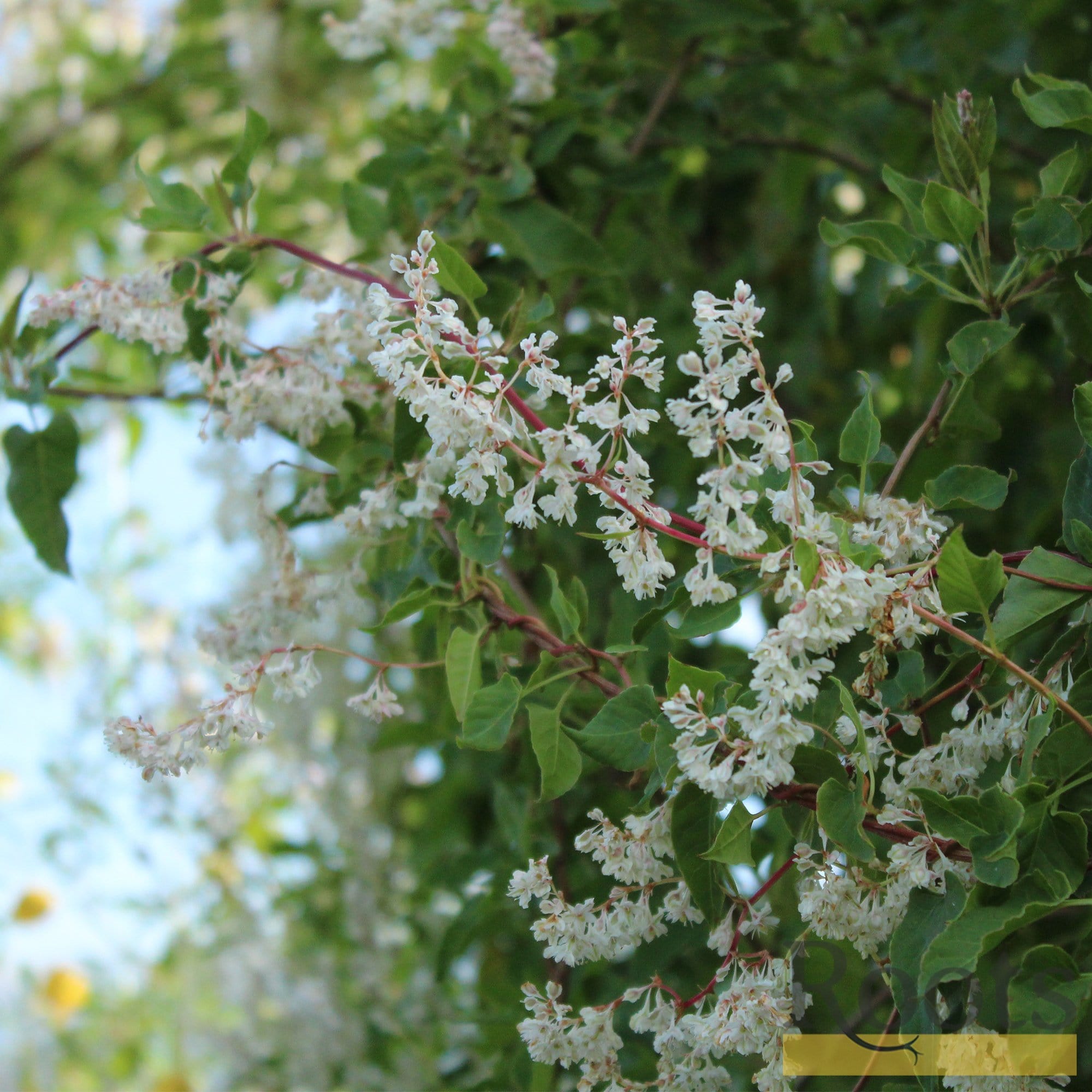 Fallopia baldschuanicum
