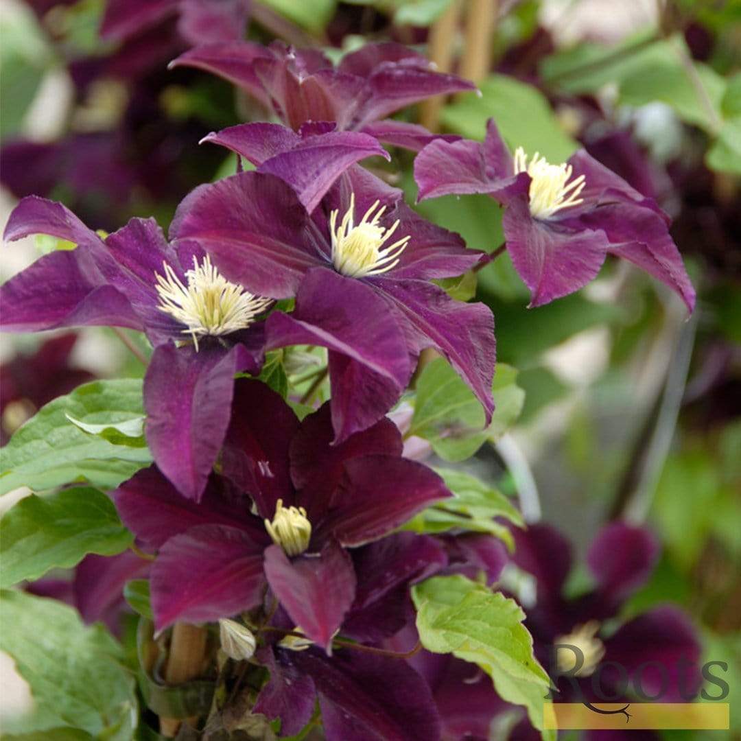 Clematis 'Warsaw Nike'