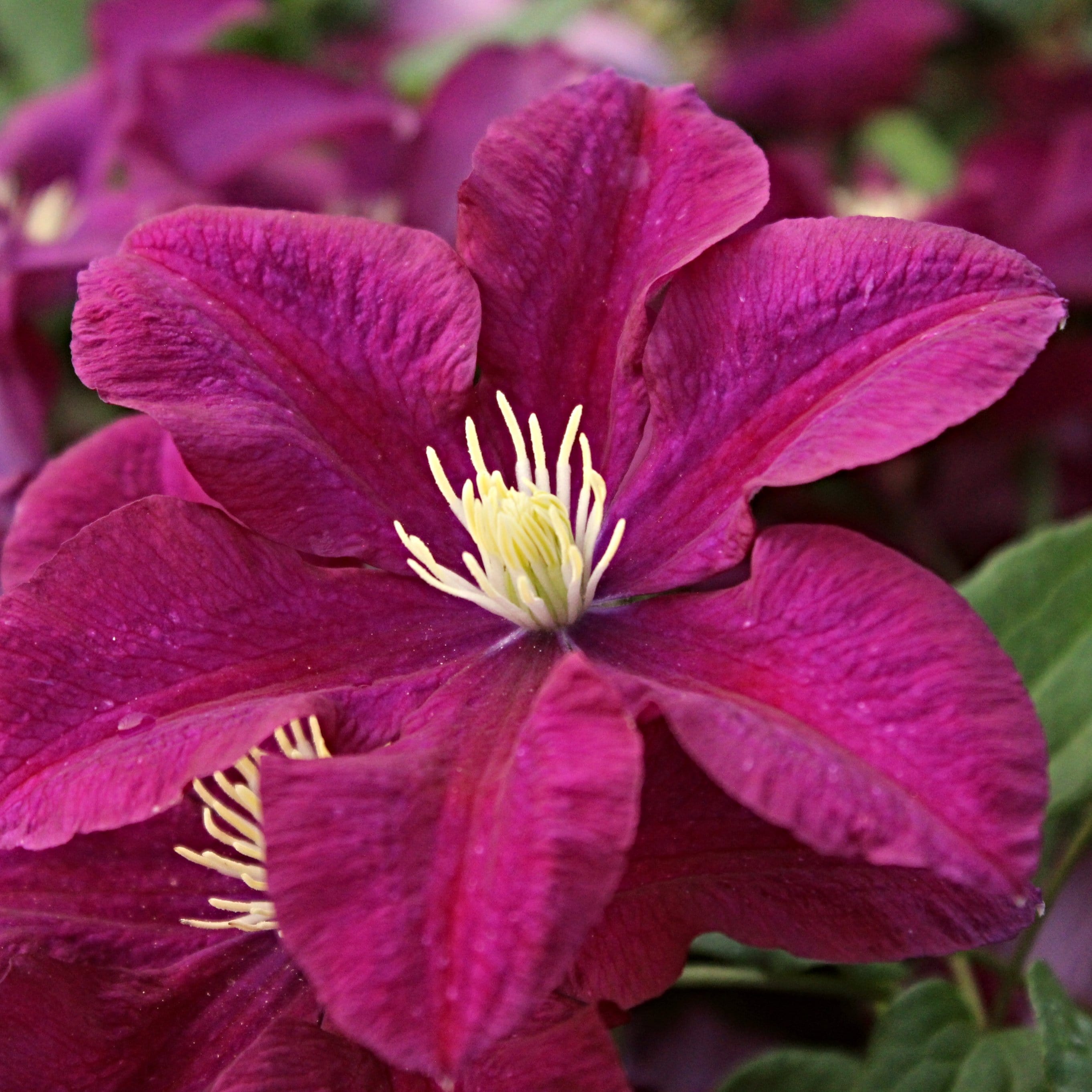 Clematis 'Warsaw Nike'