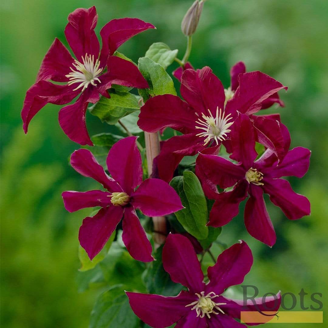 Clematis 'Warsaw Nike'