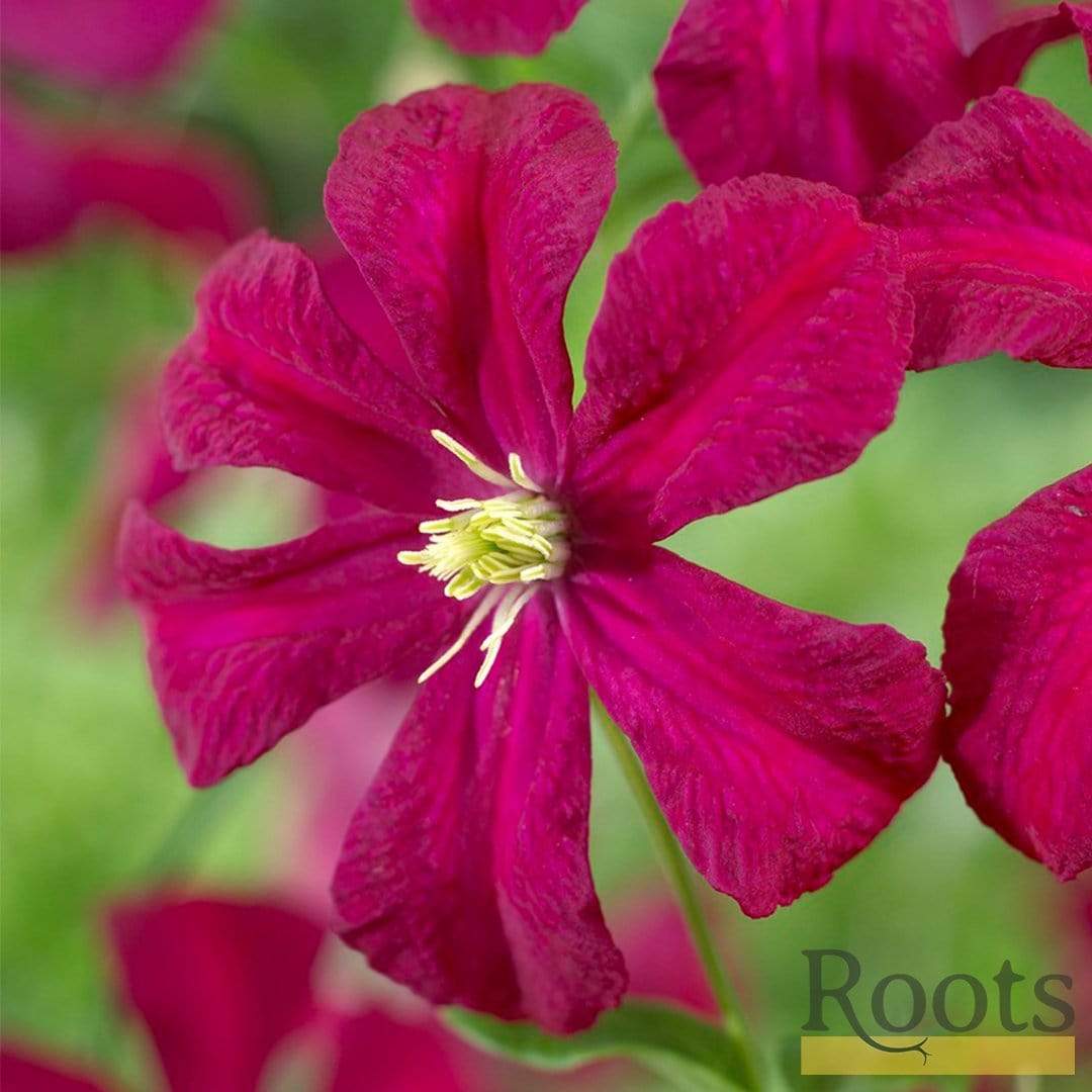 Clematis viticella 'Madame Julia Correvon'