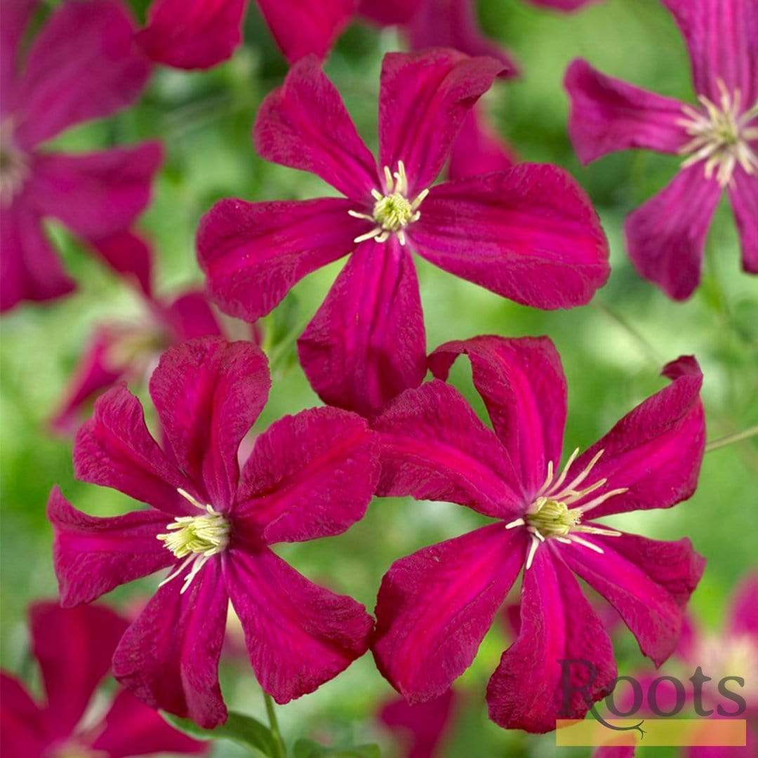 Clematis viticella 'Madame Julia Correvon'