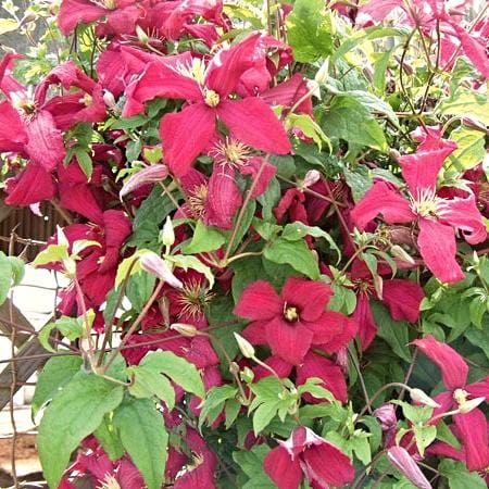 Clematis viticella 'Madame Julia Correvon'