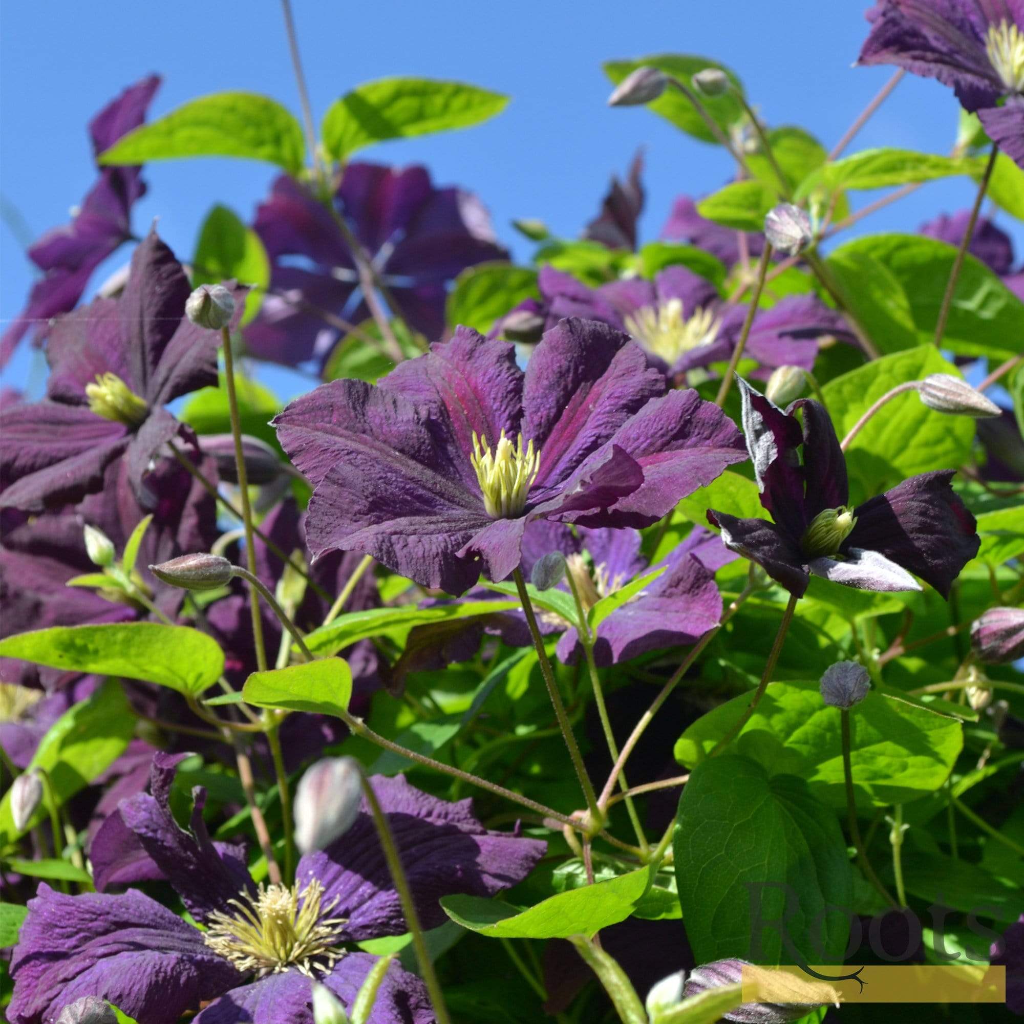 Clematis viticella 'Étoile Violette'