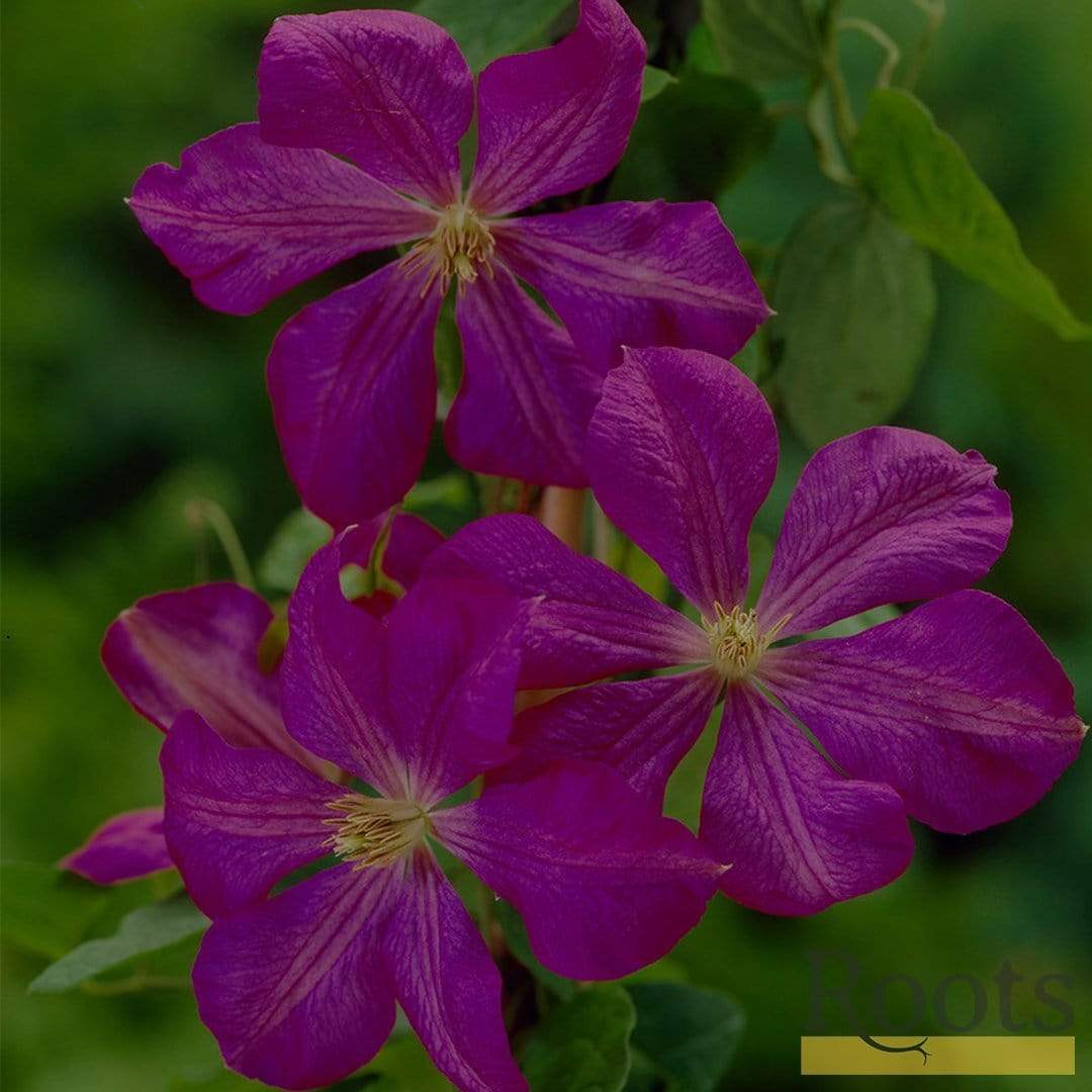 Clematis viticella 'Étoile Violette'