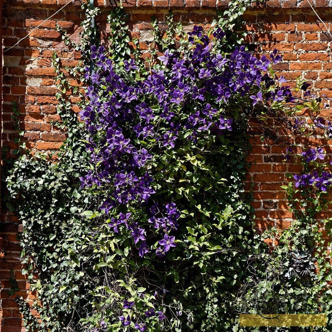 Clematis viticella 'Étoile Violette'