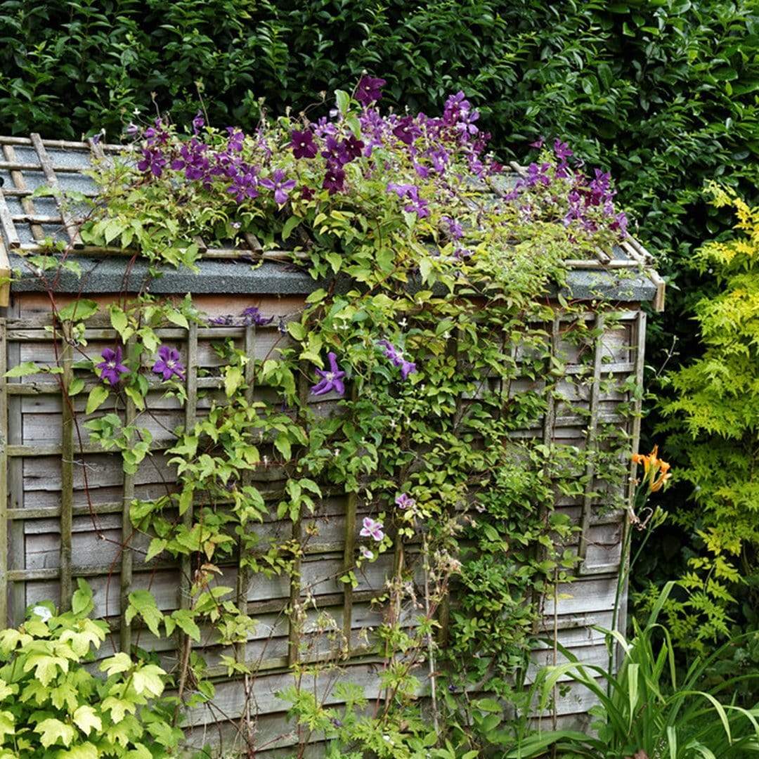 Clematis viticella 'Étoile Violette'