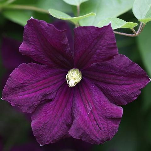 Clematis viticella 'Étoile Violette'