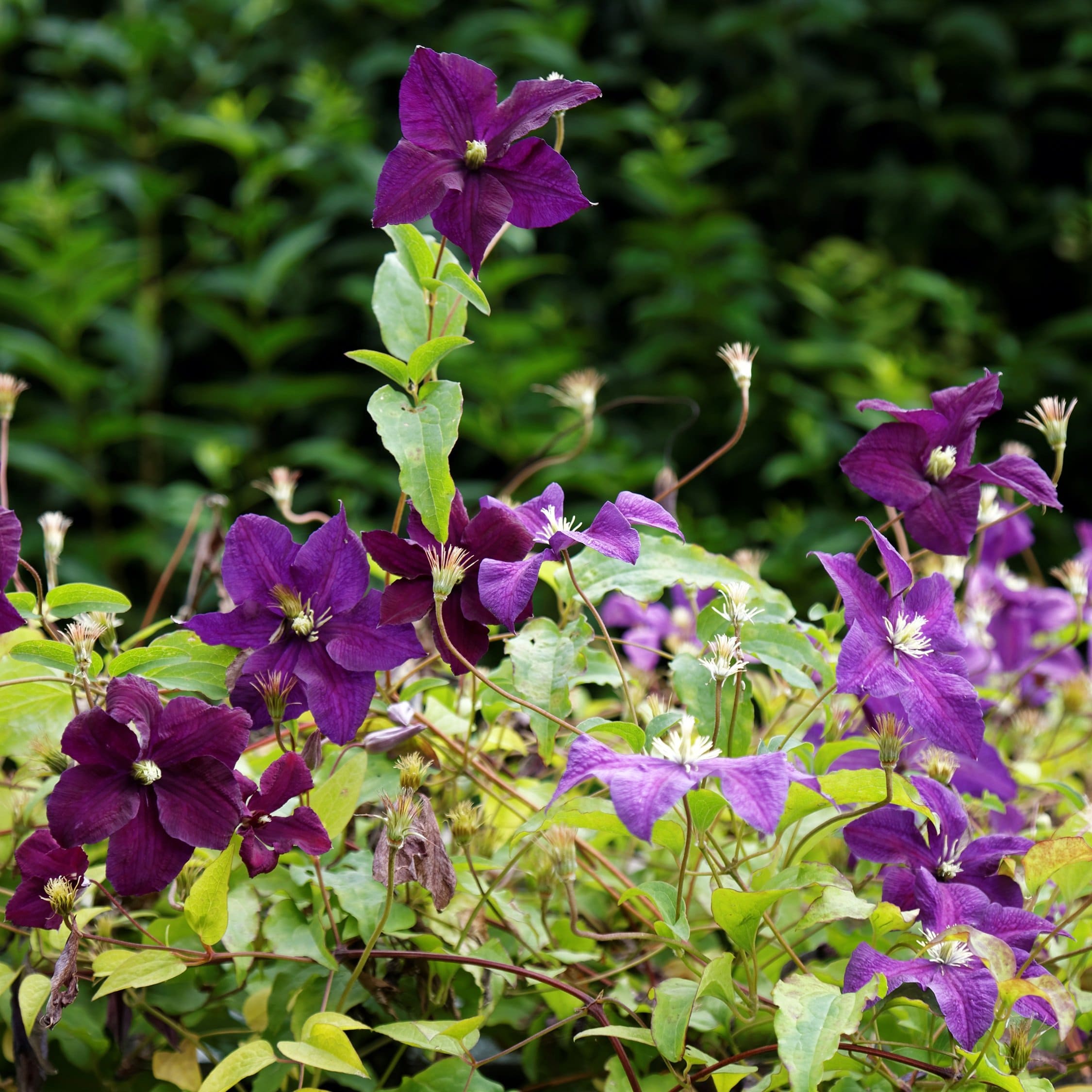 Clematis viticella 'Étoile Violette'