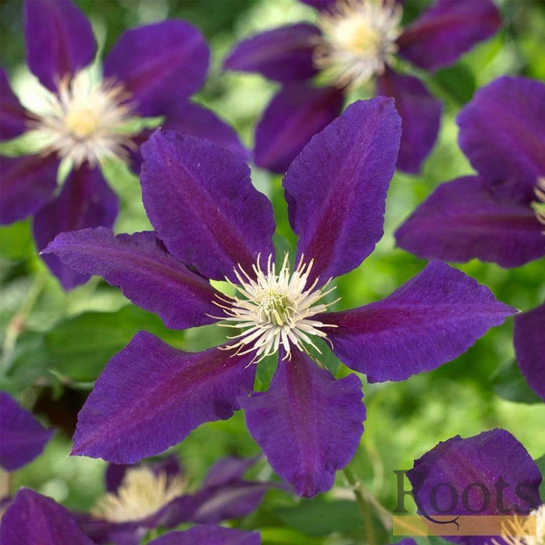 Clematis 'The Vagabond'