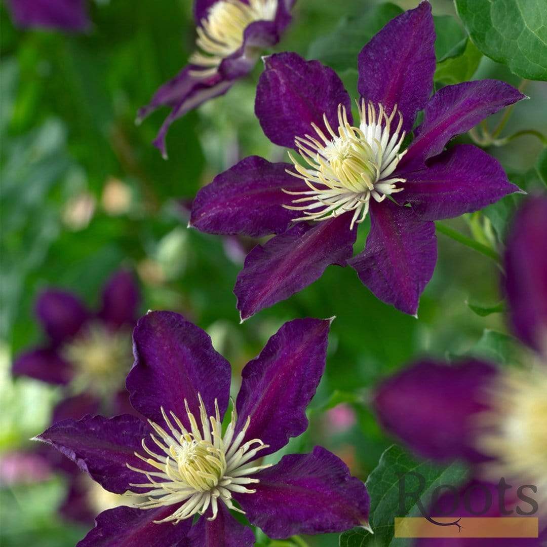 Clematis 'The Vagabond'