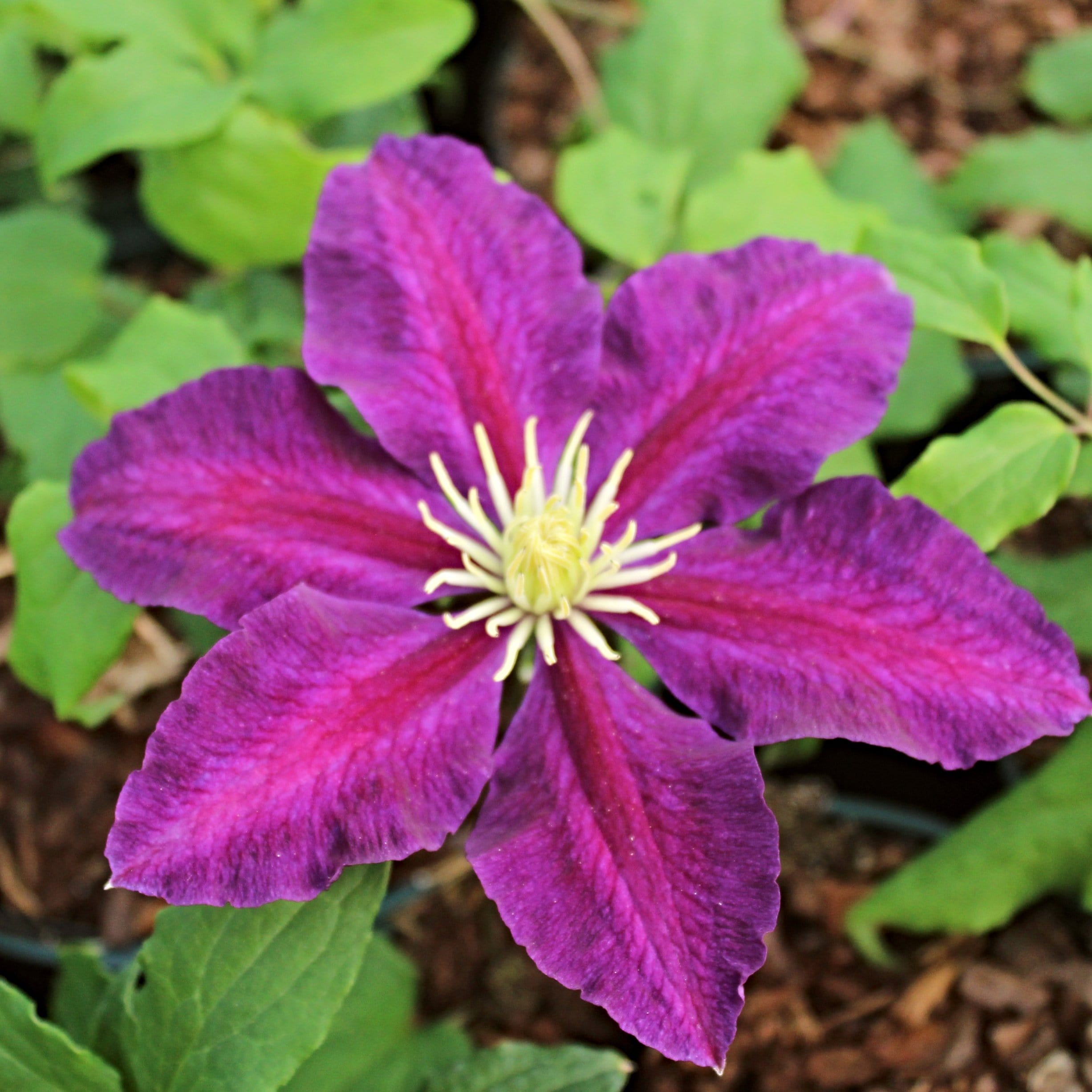 Clematis 'The Vagabond'