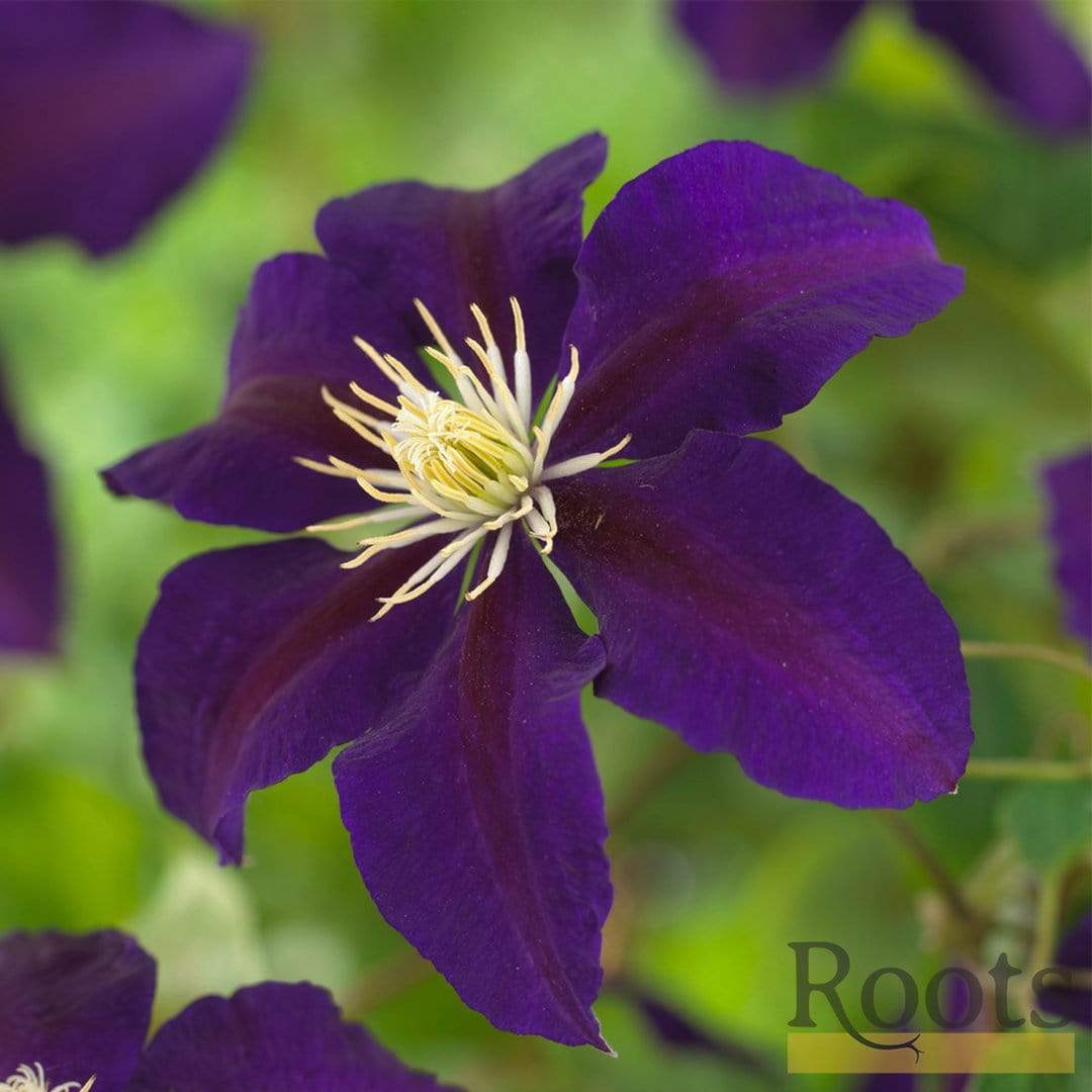 Clematis 'The Vagabond'