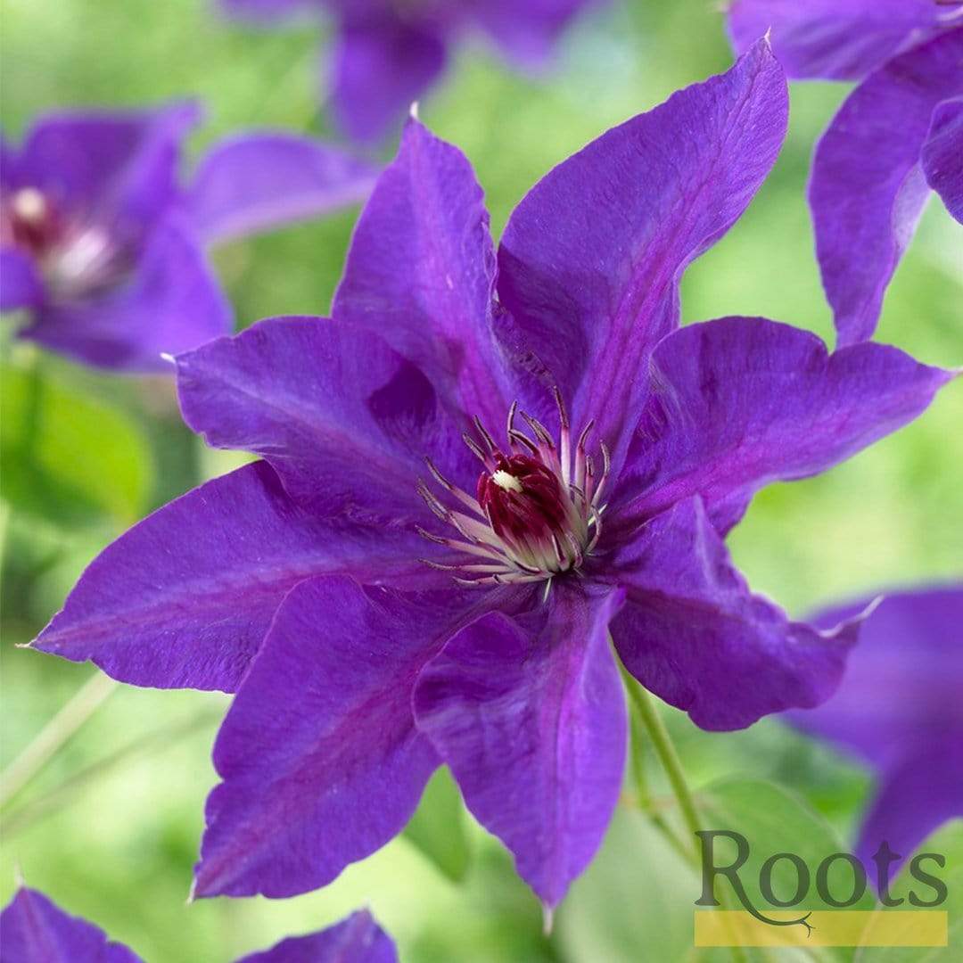 Clematis 'The President'