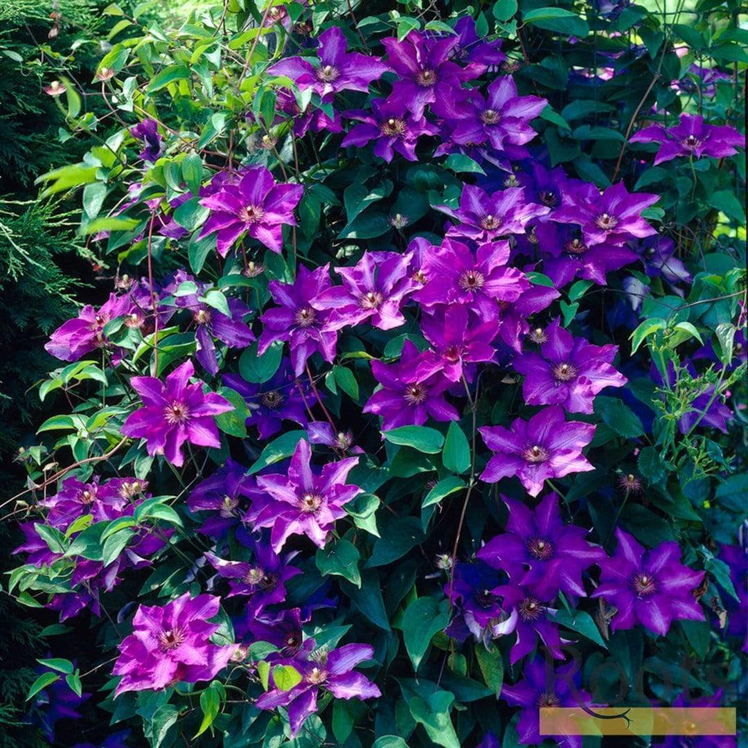 Clematis 'The President'