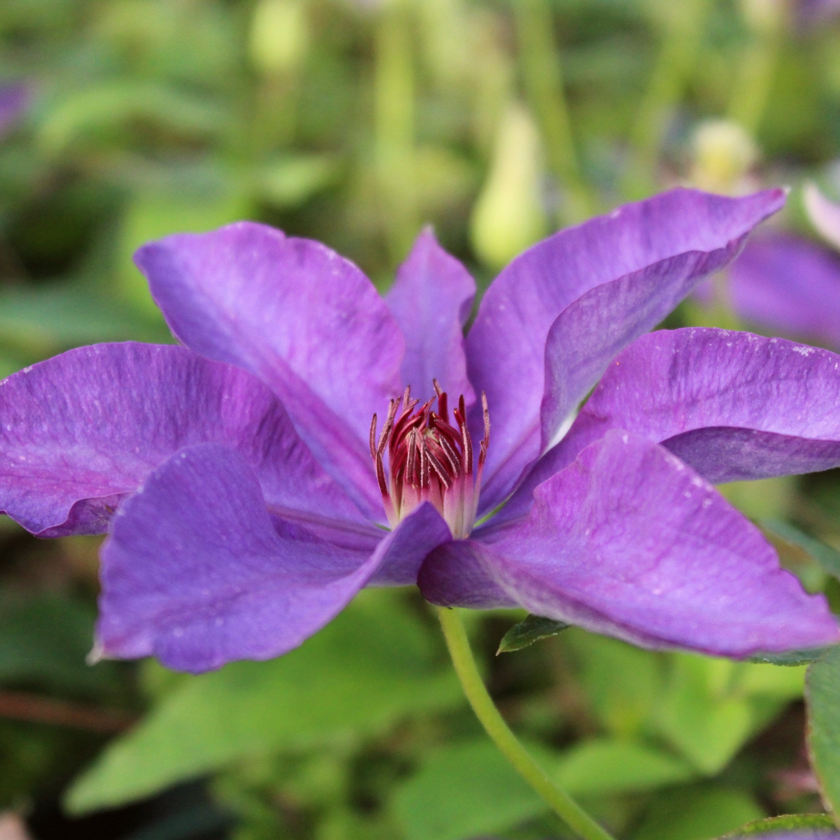 Clematis 'The President'