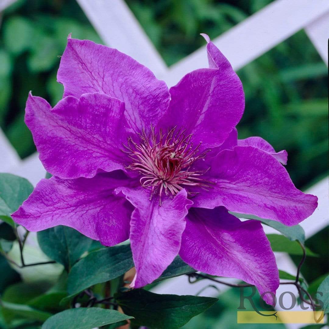 Clematis 'The President'