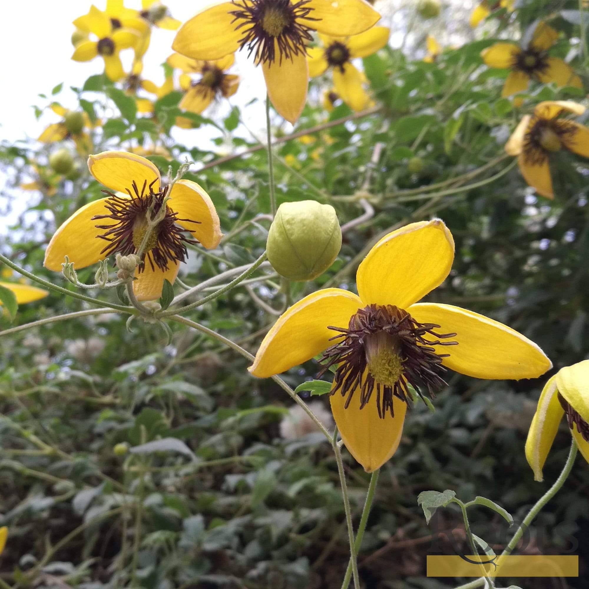 Clematis tangutica 'My Angel'