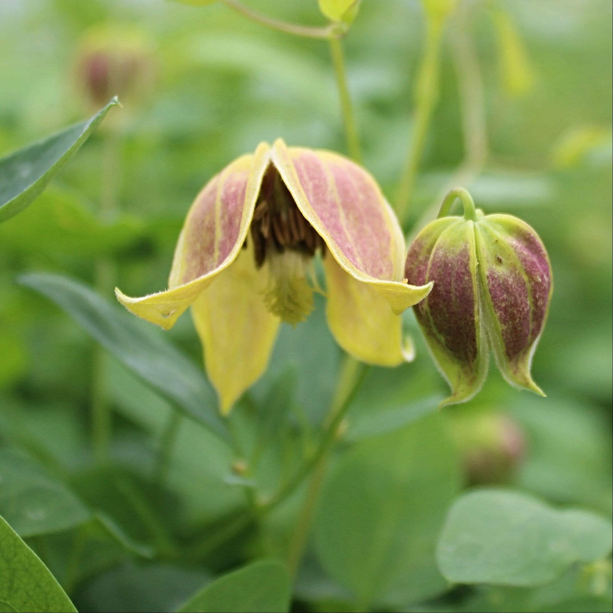 Clematis tangutica 'My Angel'