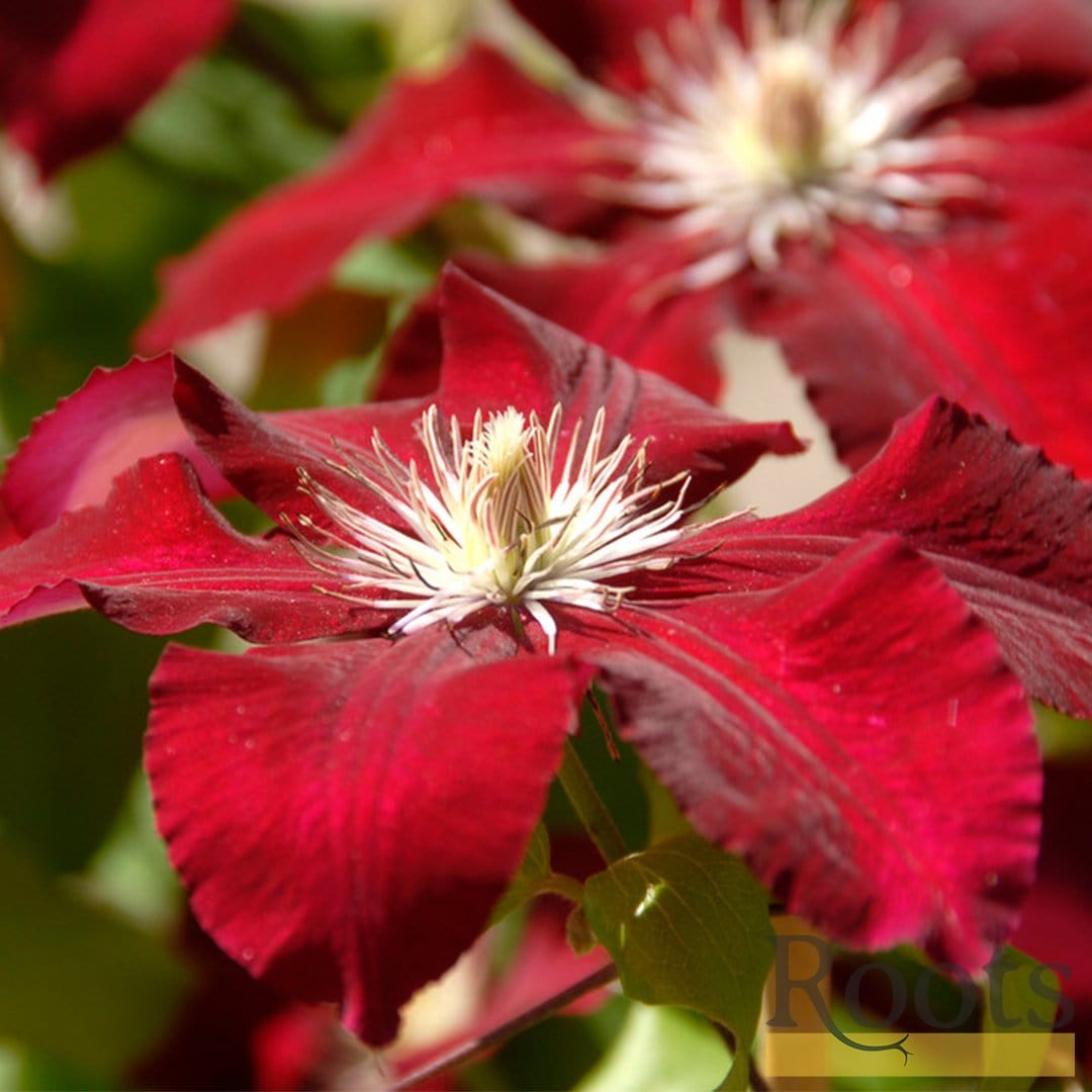 Clematis 'Rebecca'