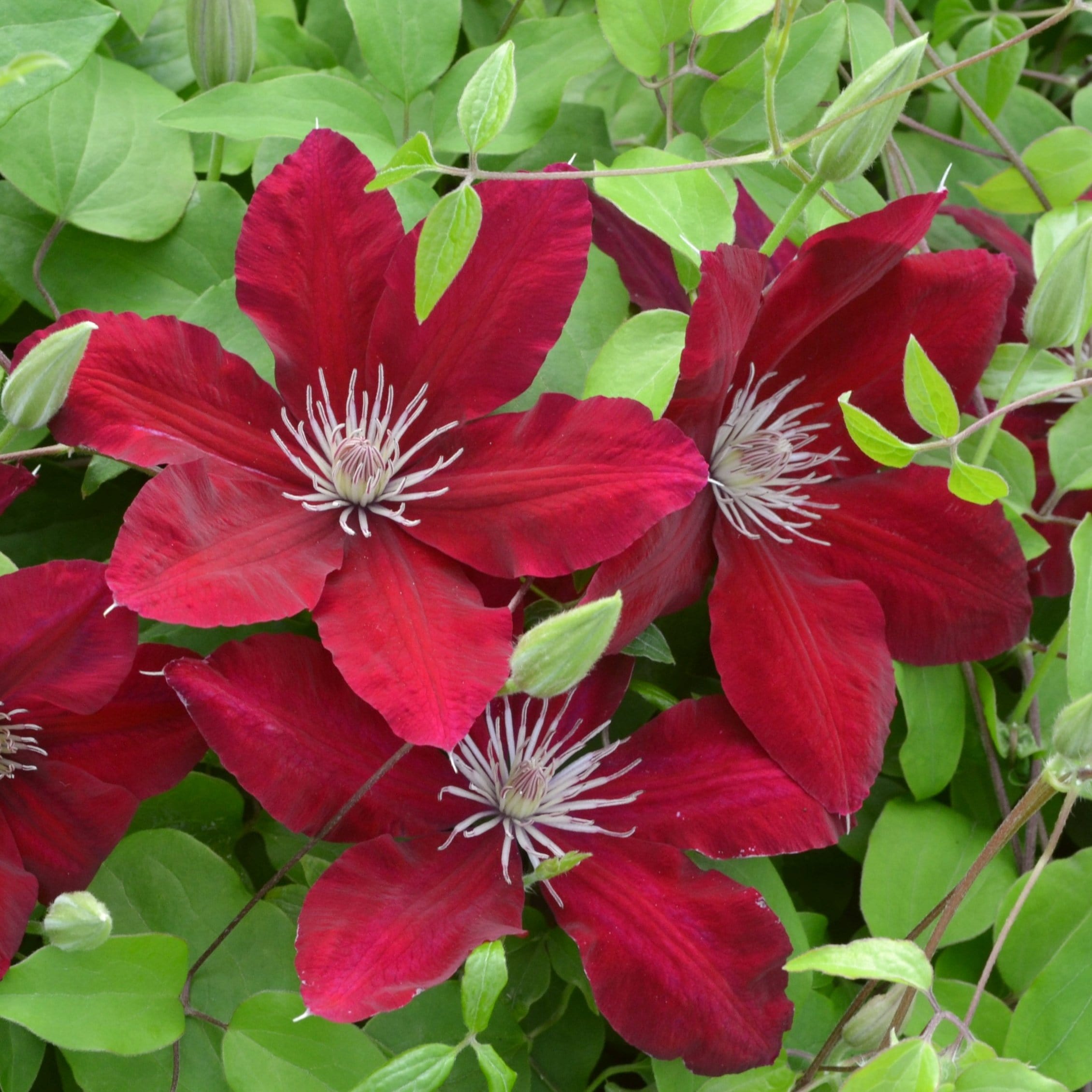 Clematis 'Rebecca'