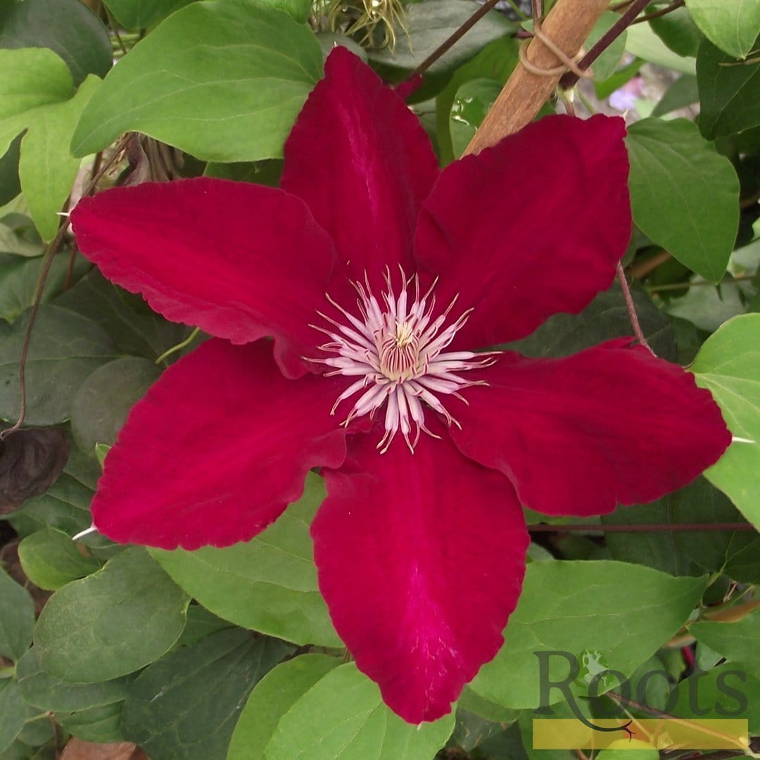 Clematis 'Rebecca'