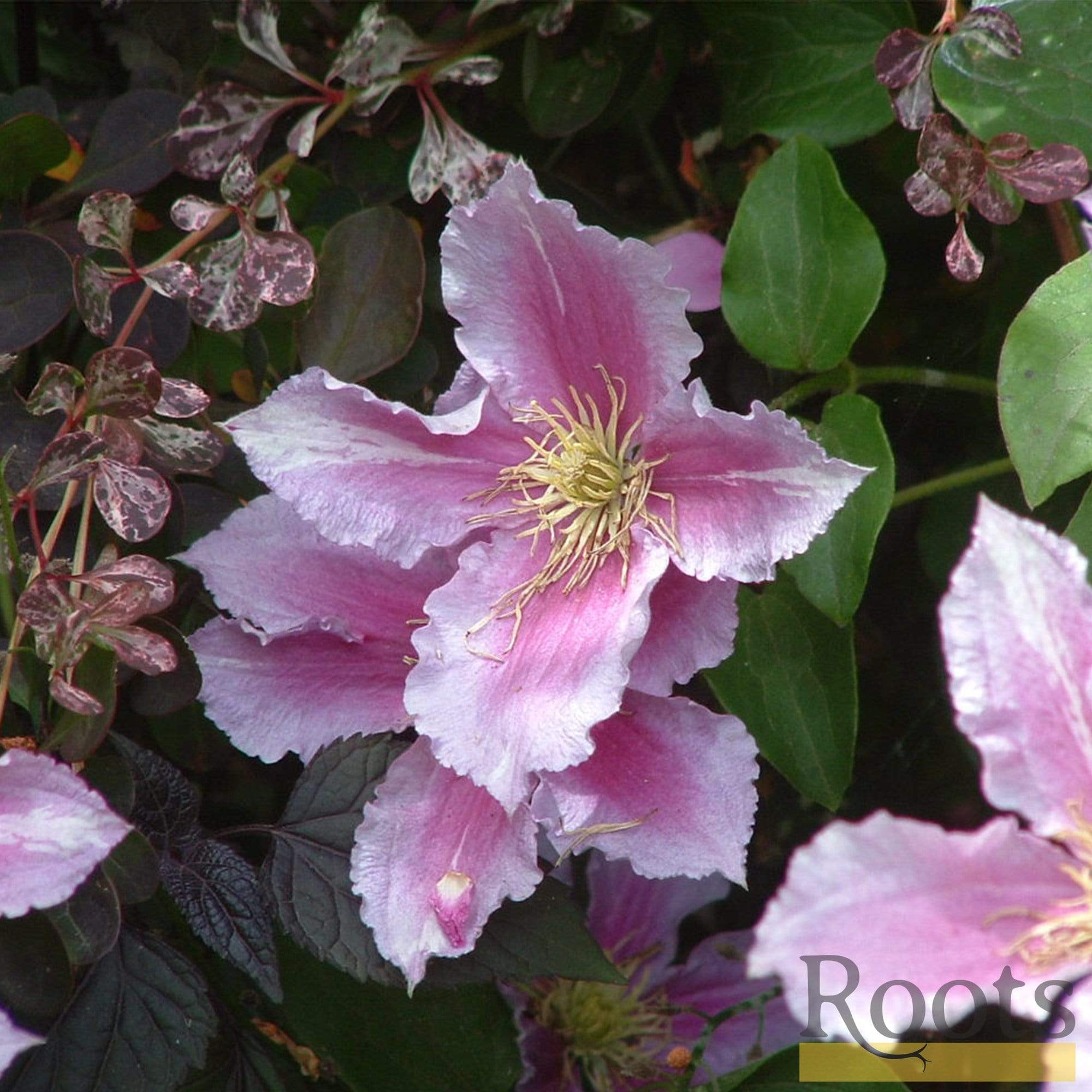 Clematis 'Piilu'