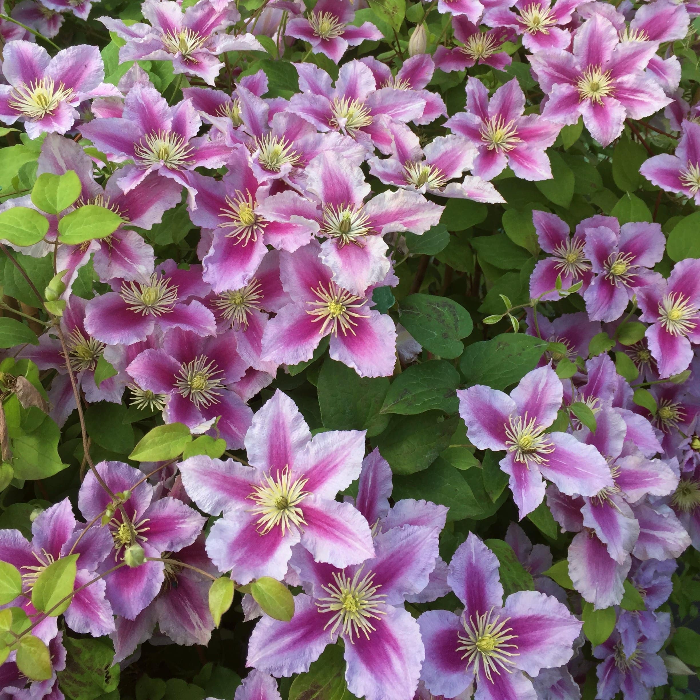 Clematis 'Piilu'