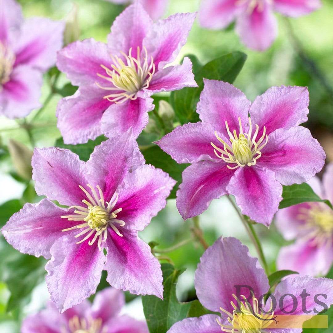 Clematis 'Piilu'