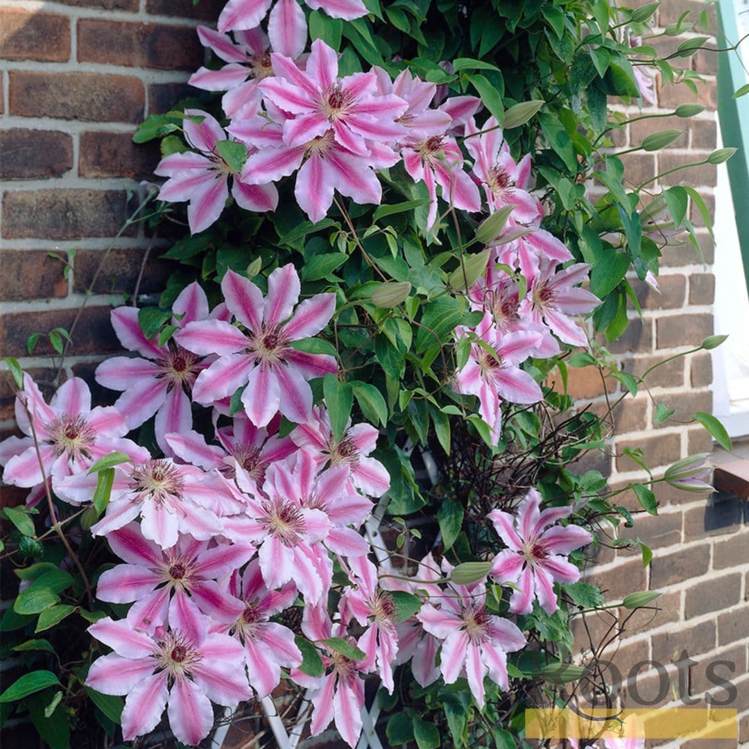 Clematis 'Nelly Moser'