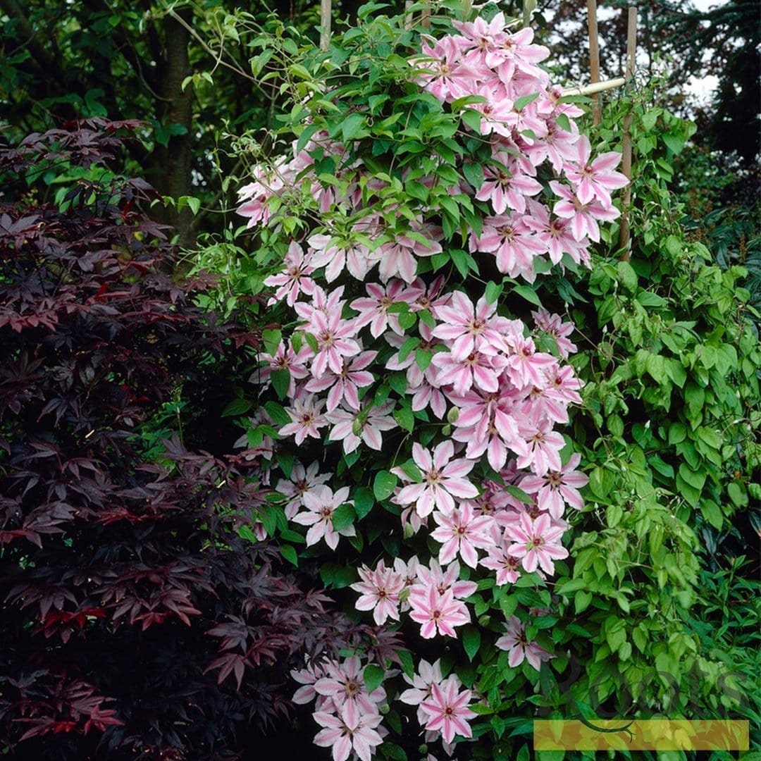 Clematis 'Nelly Moser'