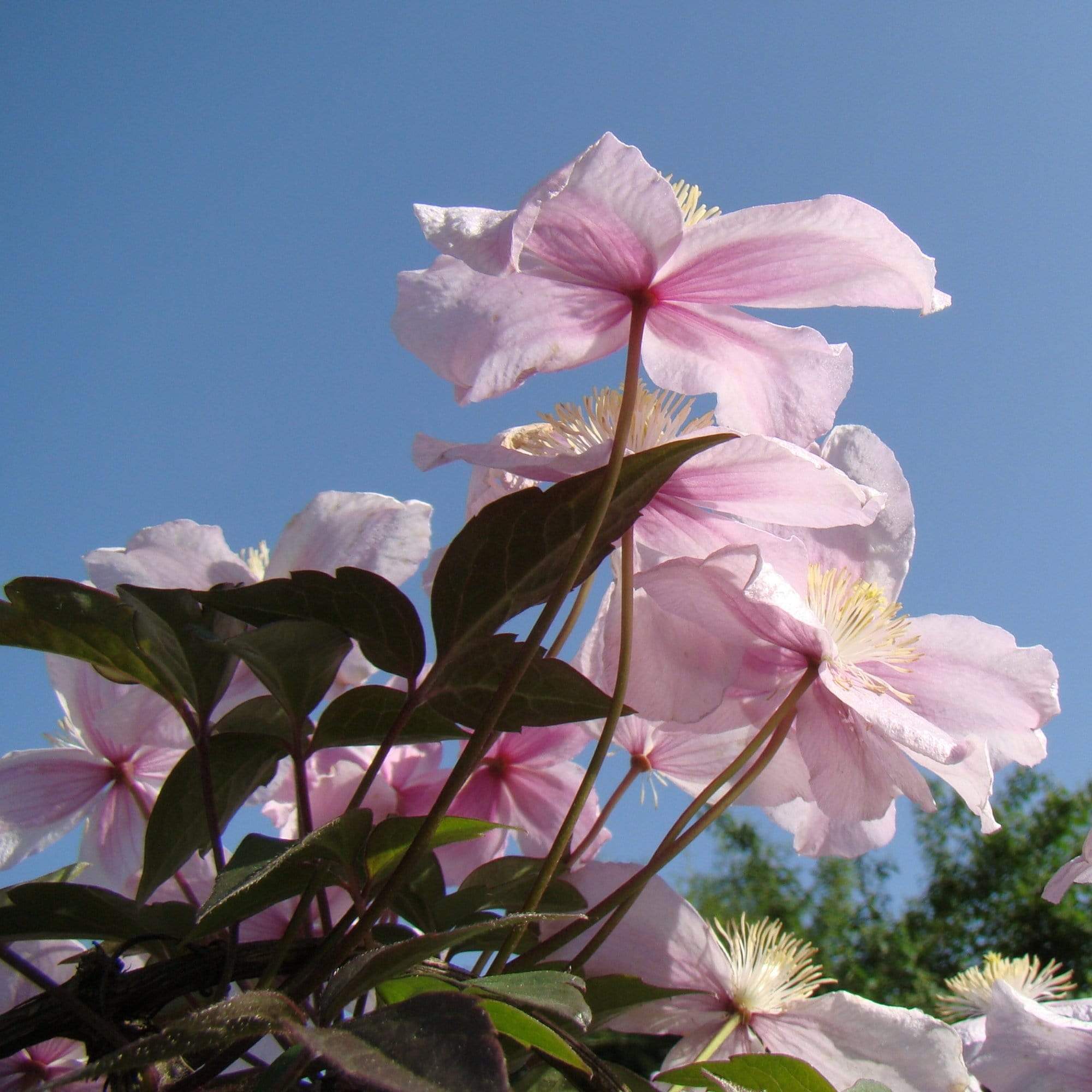 Clematis montana 'Mayleen'