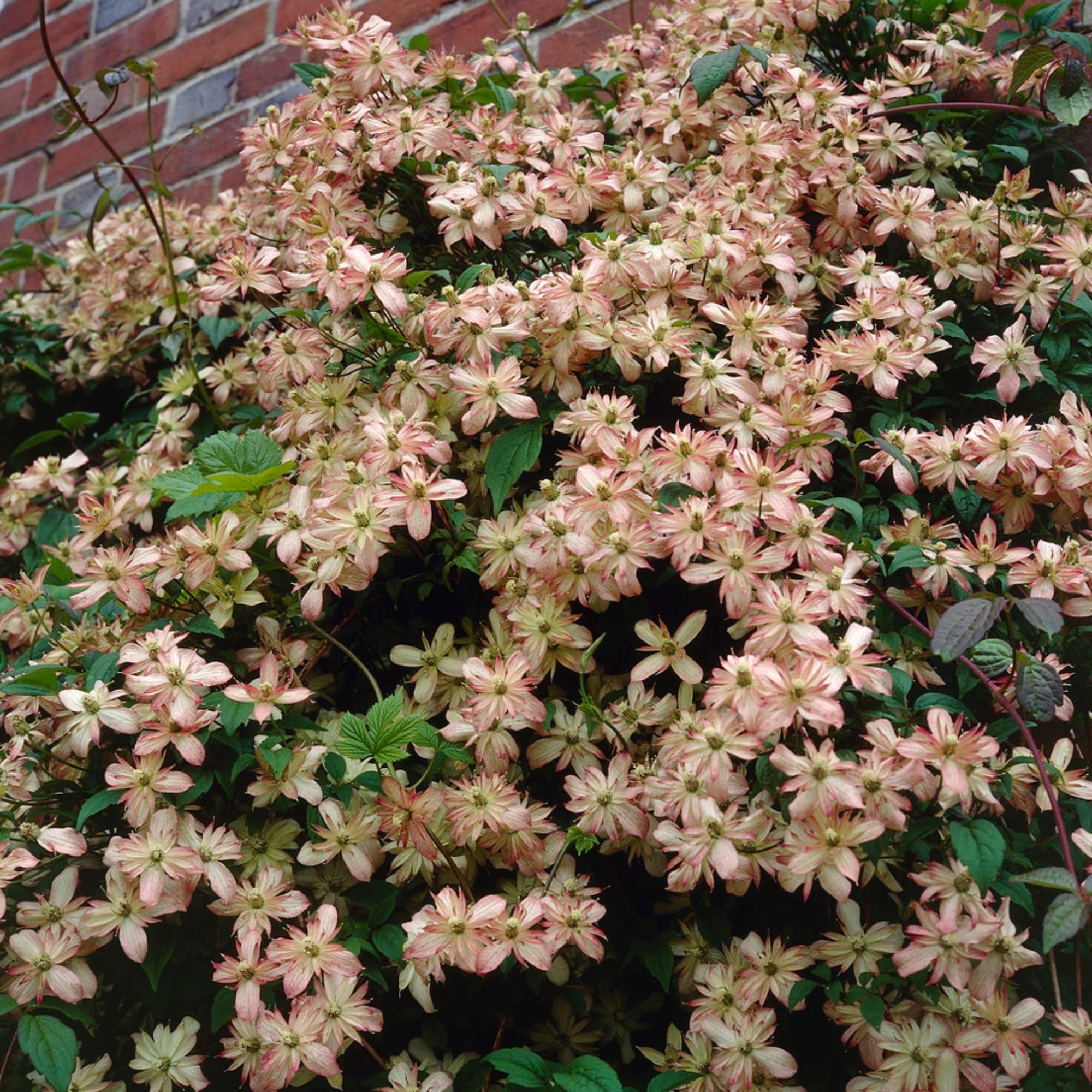 Clematis montana 'Marjorie'
