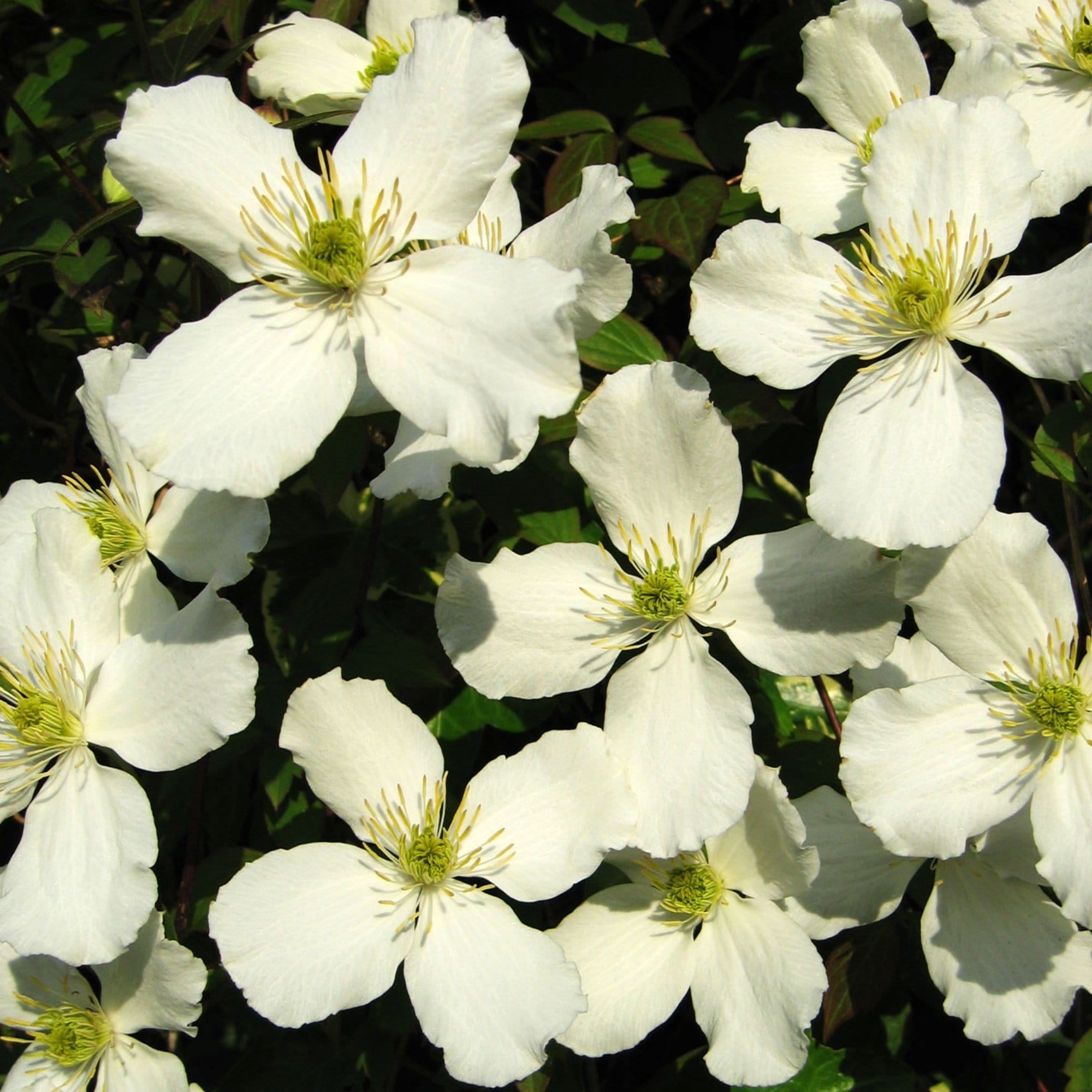 Clematis montana 'Alba'