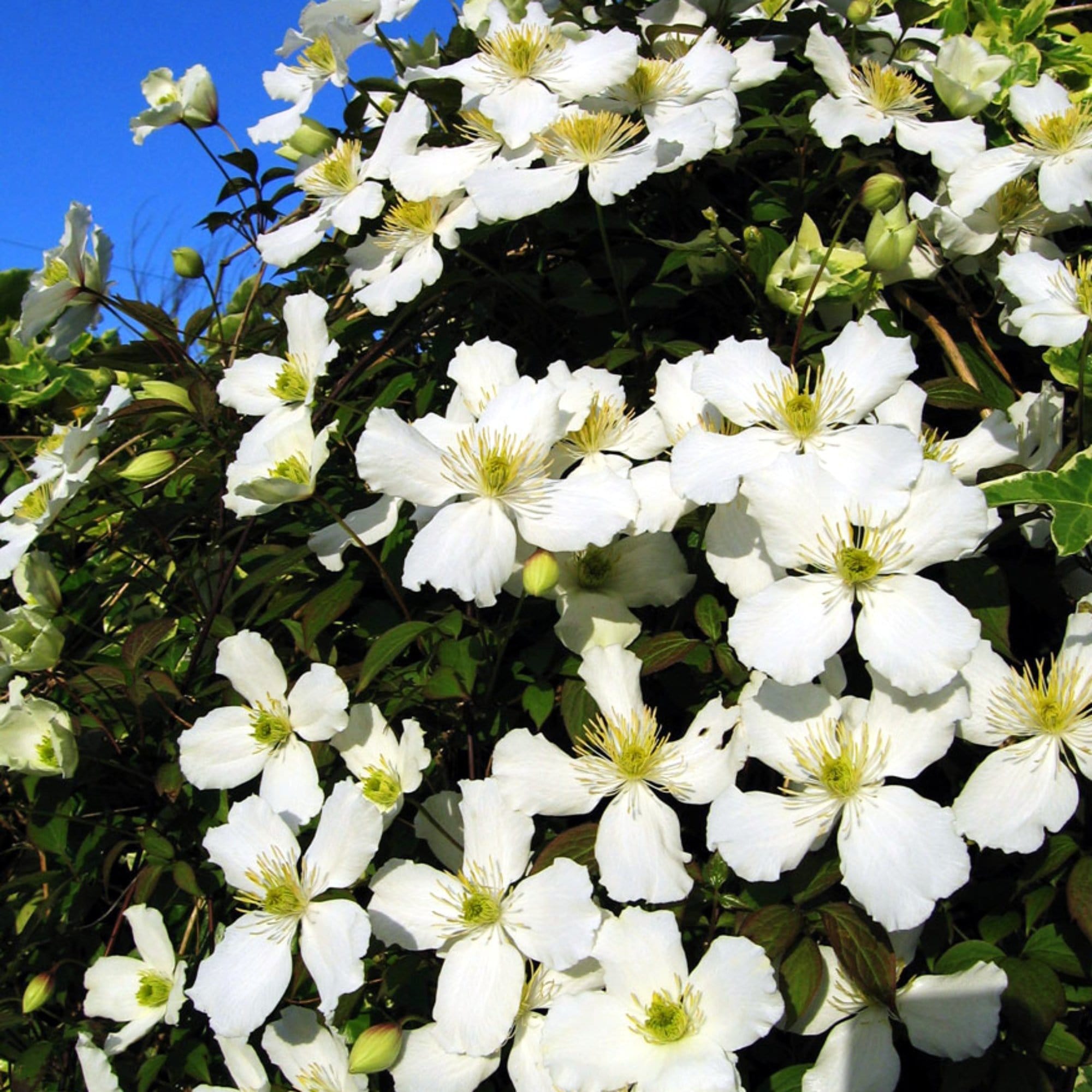 Clematis montana 'Alba'